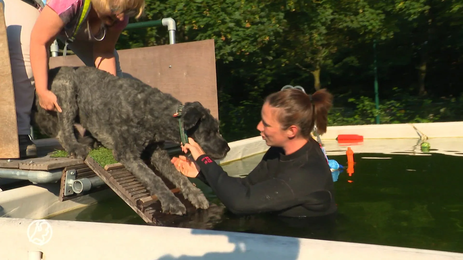 Mooi weer op komst: Dat honden leren zwemmen is van groot belang