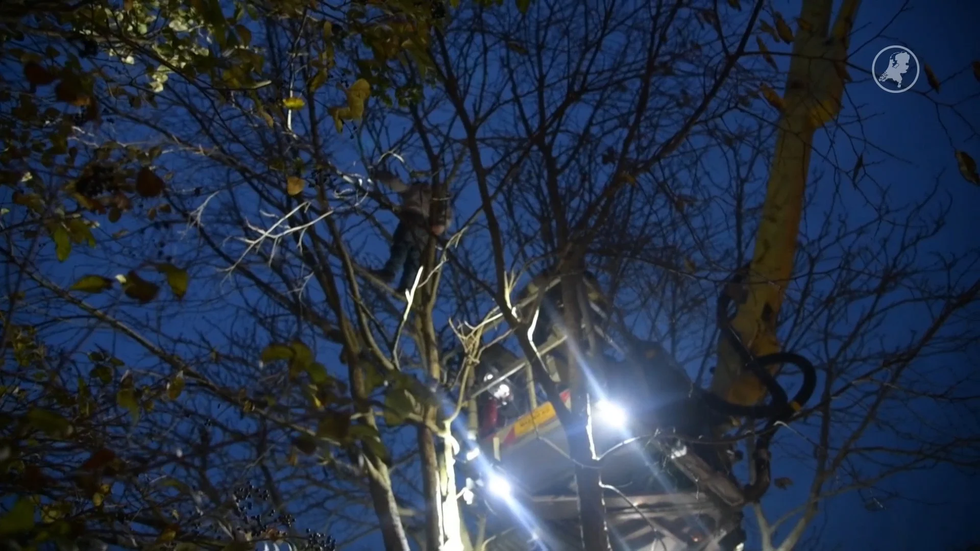 Kind door brandweer uit hoge boom gered in Den Helder