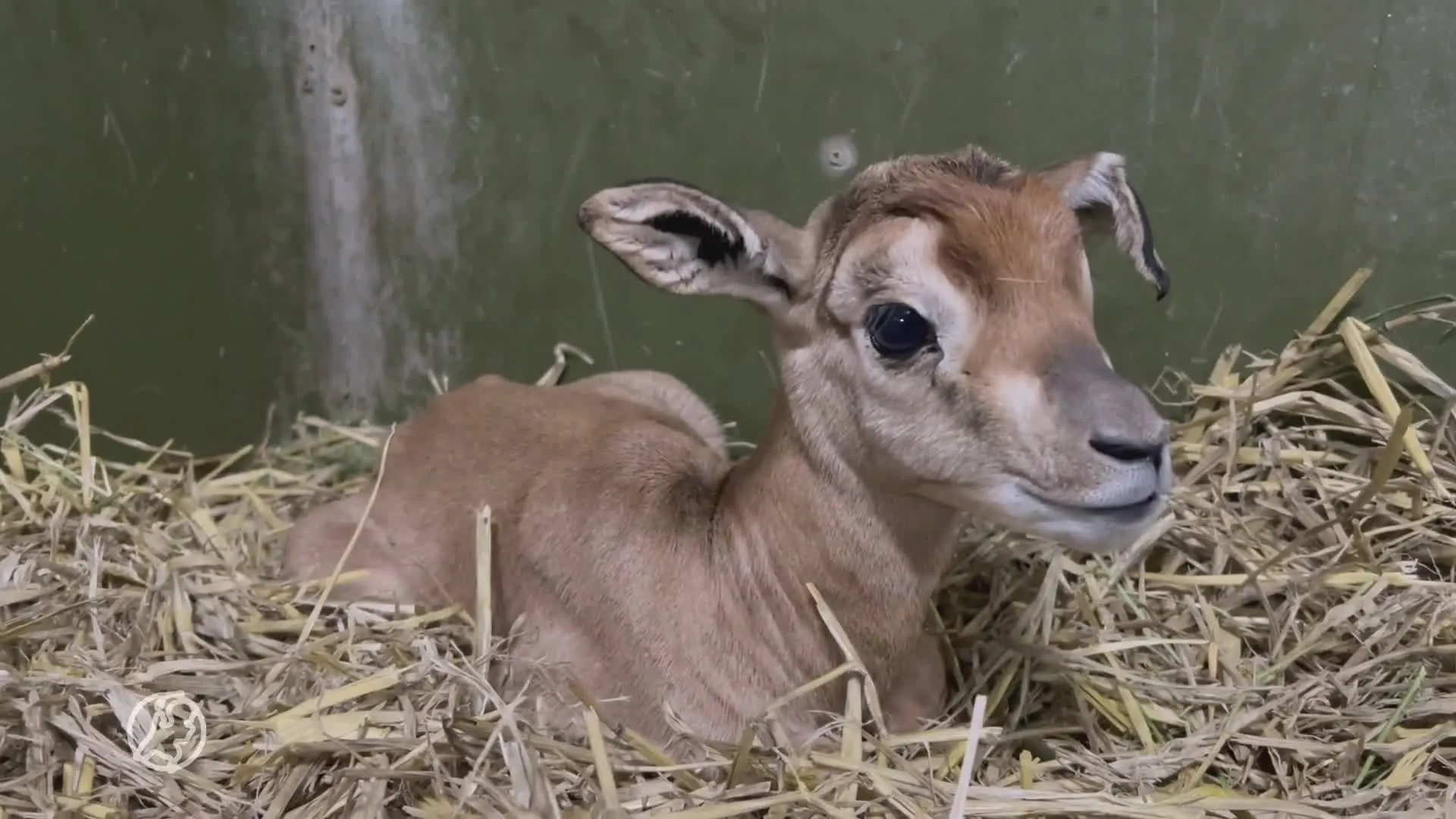 Zeer zeldzame mhorrgazelle geboren in Diergaarde Blijdorp