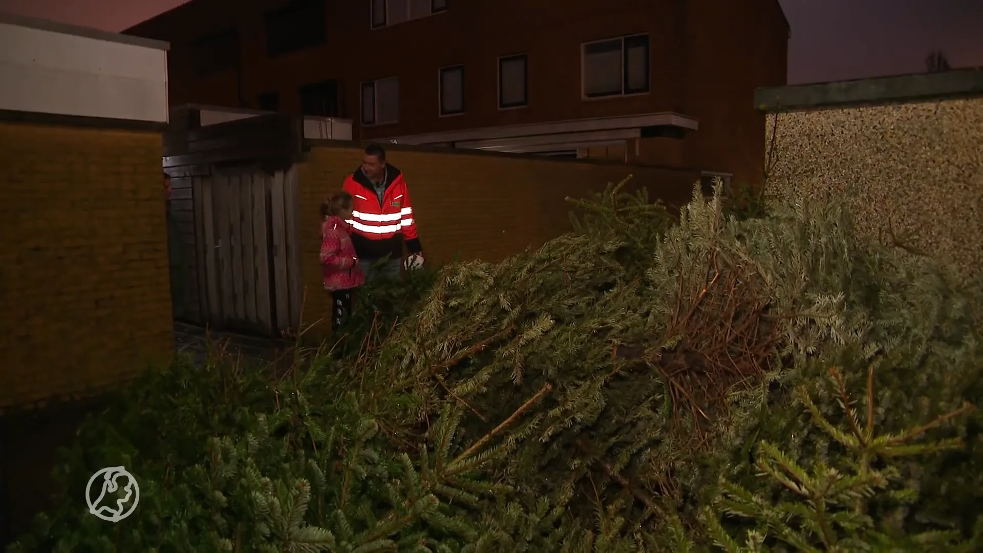 Kindjes halen tegen vergoeding kerstbomen op: "Dit is toch prachtig"