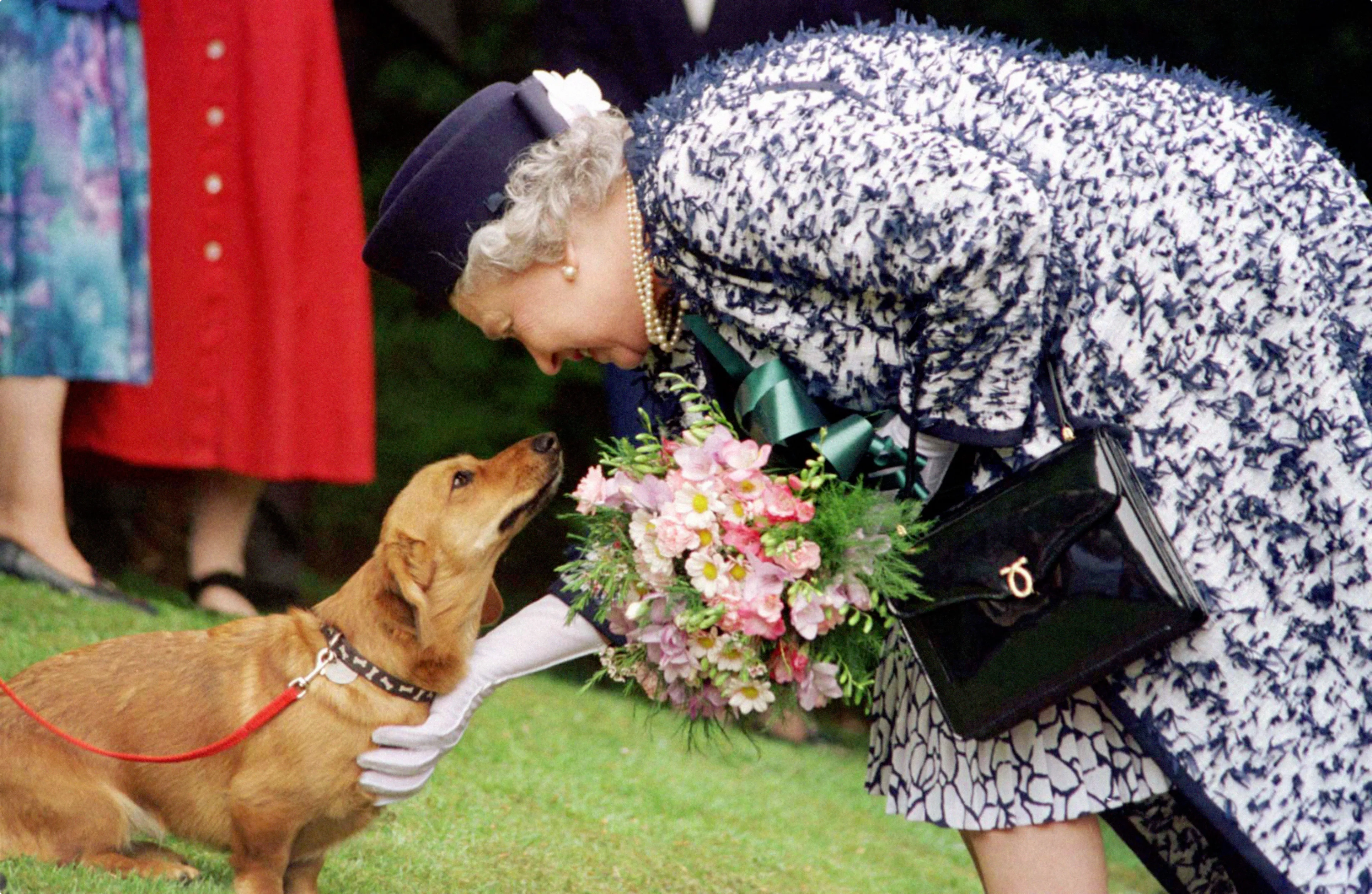 Queen Elizabeth met een corgi (niet Vulcan)