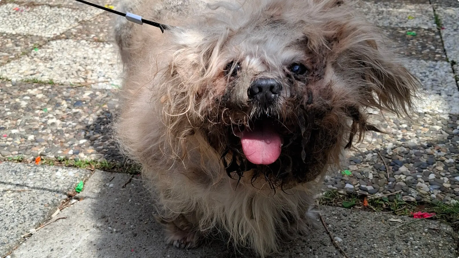 De verwaarloosde hond uit Kerkrade - beeld: Landelijke Inspectiedienst Dierenwelzijn