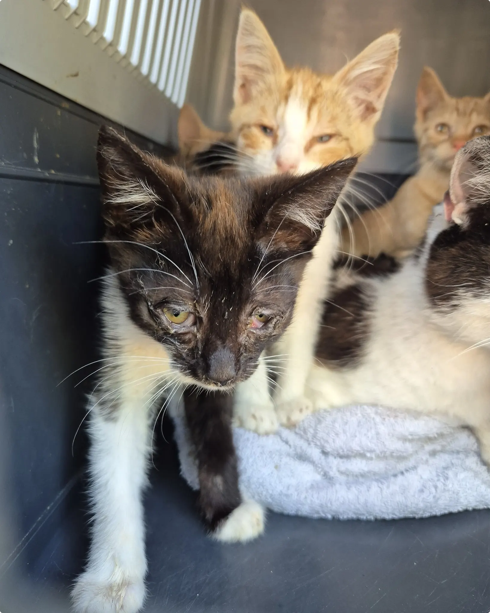  Beeld: Stichting Kat in Nood