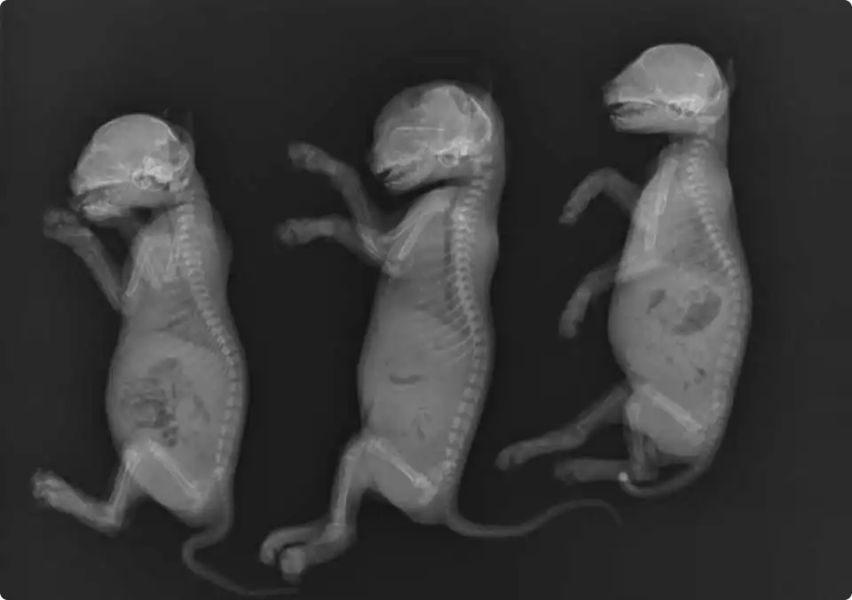 Kittens Hengelo röntgenfoto