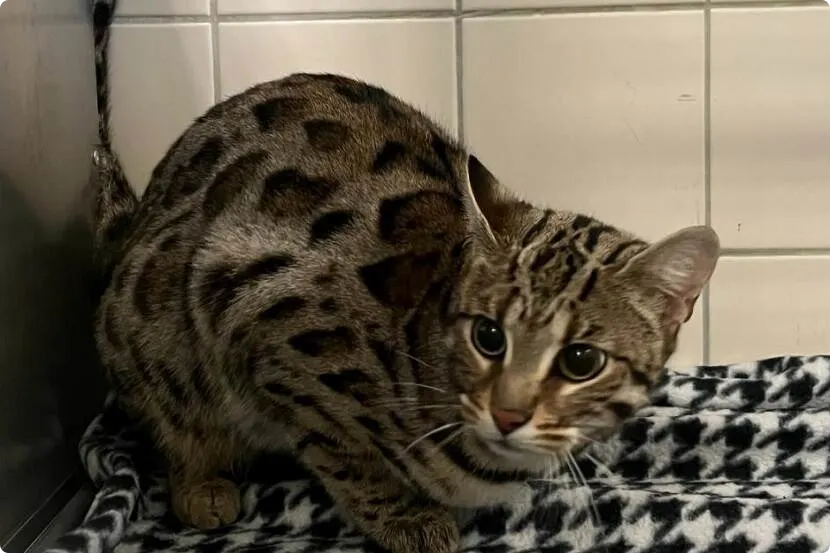 De gevonden Bengaalse kat in Noord-Holland. Beeld: NVWA