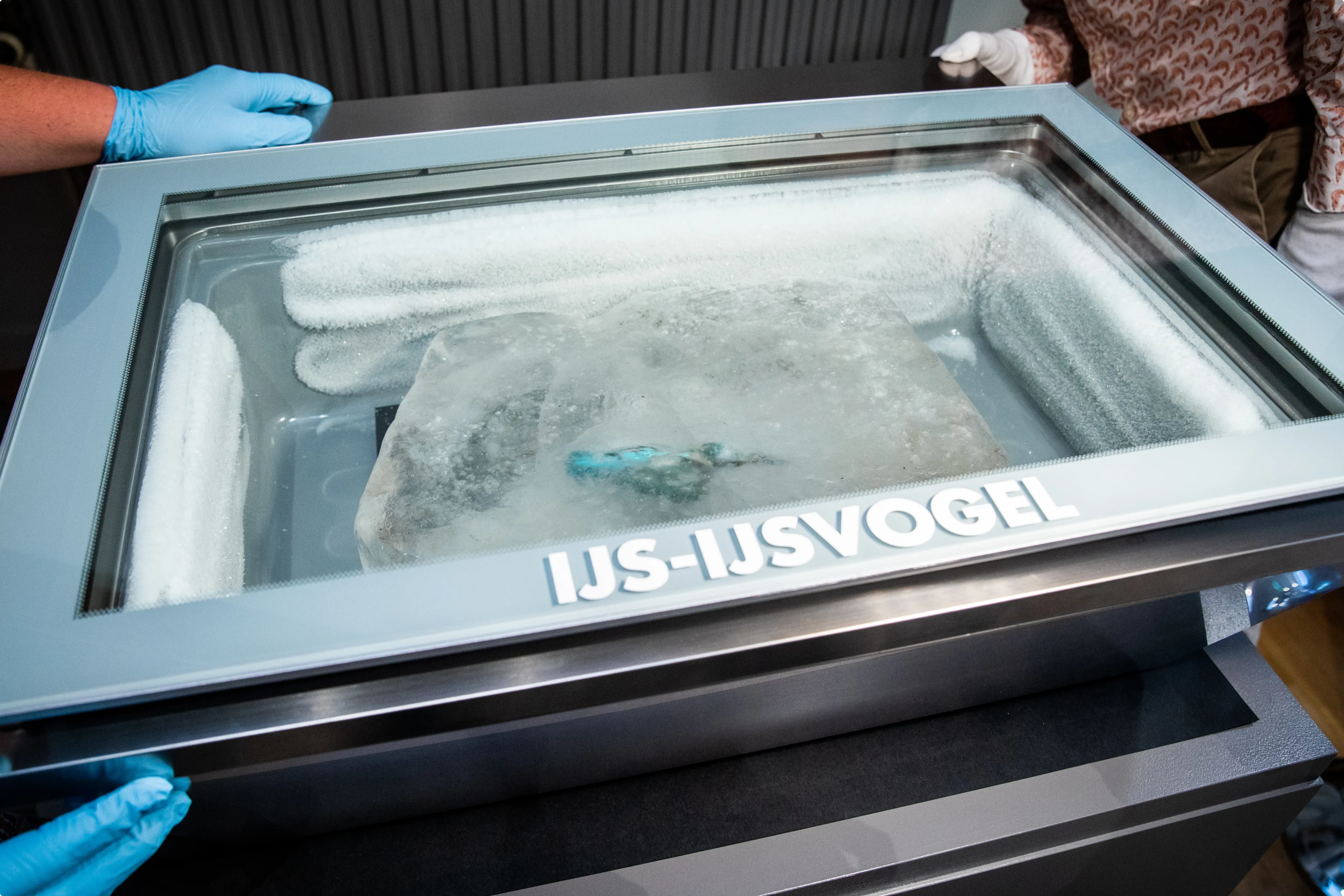 De bevroren ijsvogel, zoals deze in 2018 in het museum te zien was. Beeld: ANP