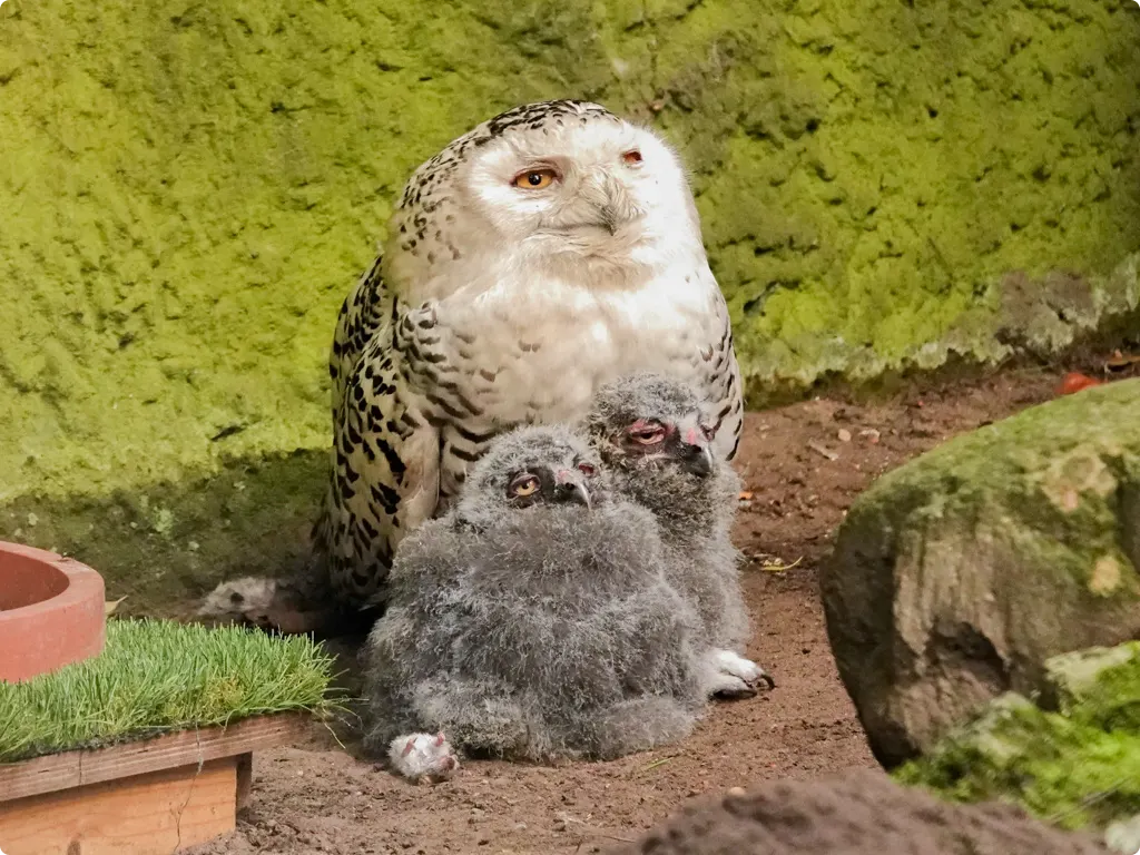 Beeld: DierenPark Amersfoort