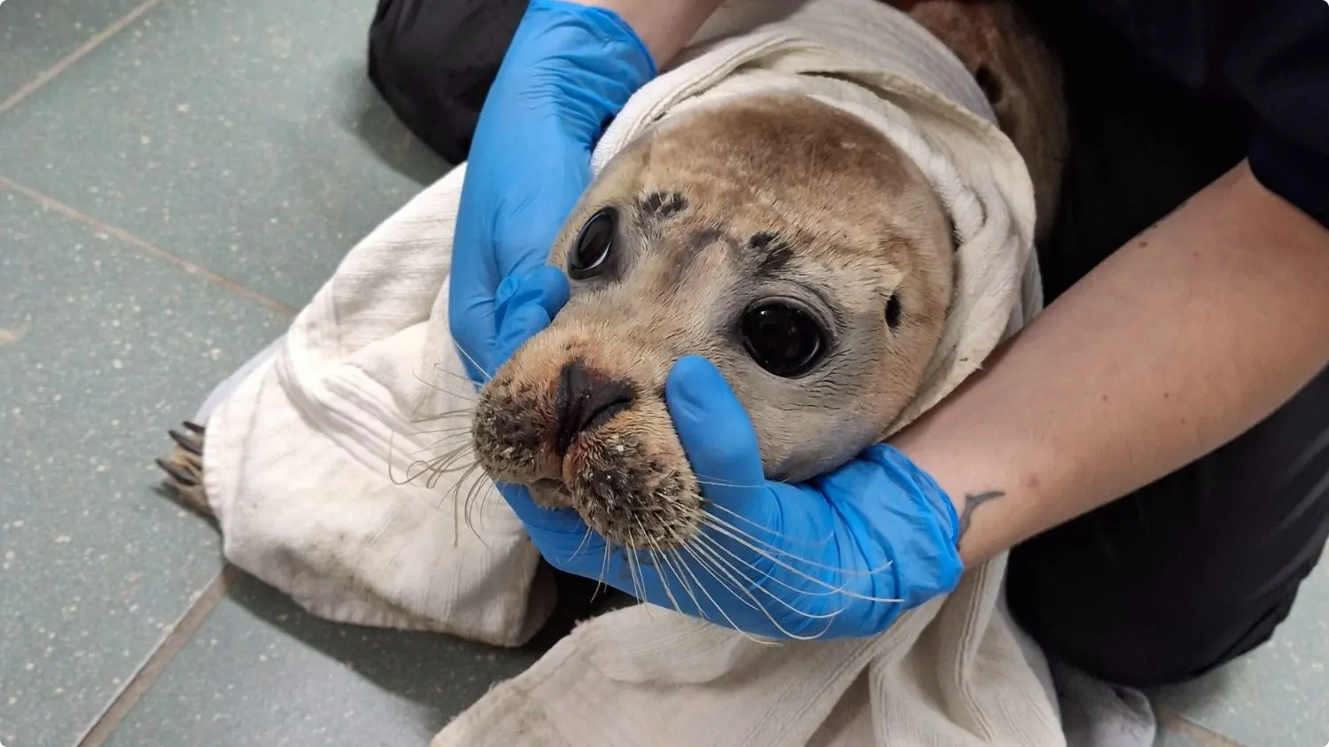 Toen Kiwi in november 2024 werd opgenomen. Beeld: Zeehondencentrum Pieterburen