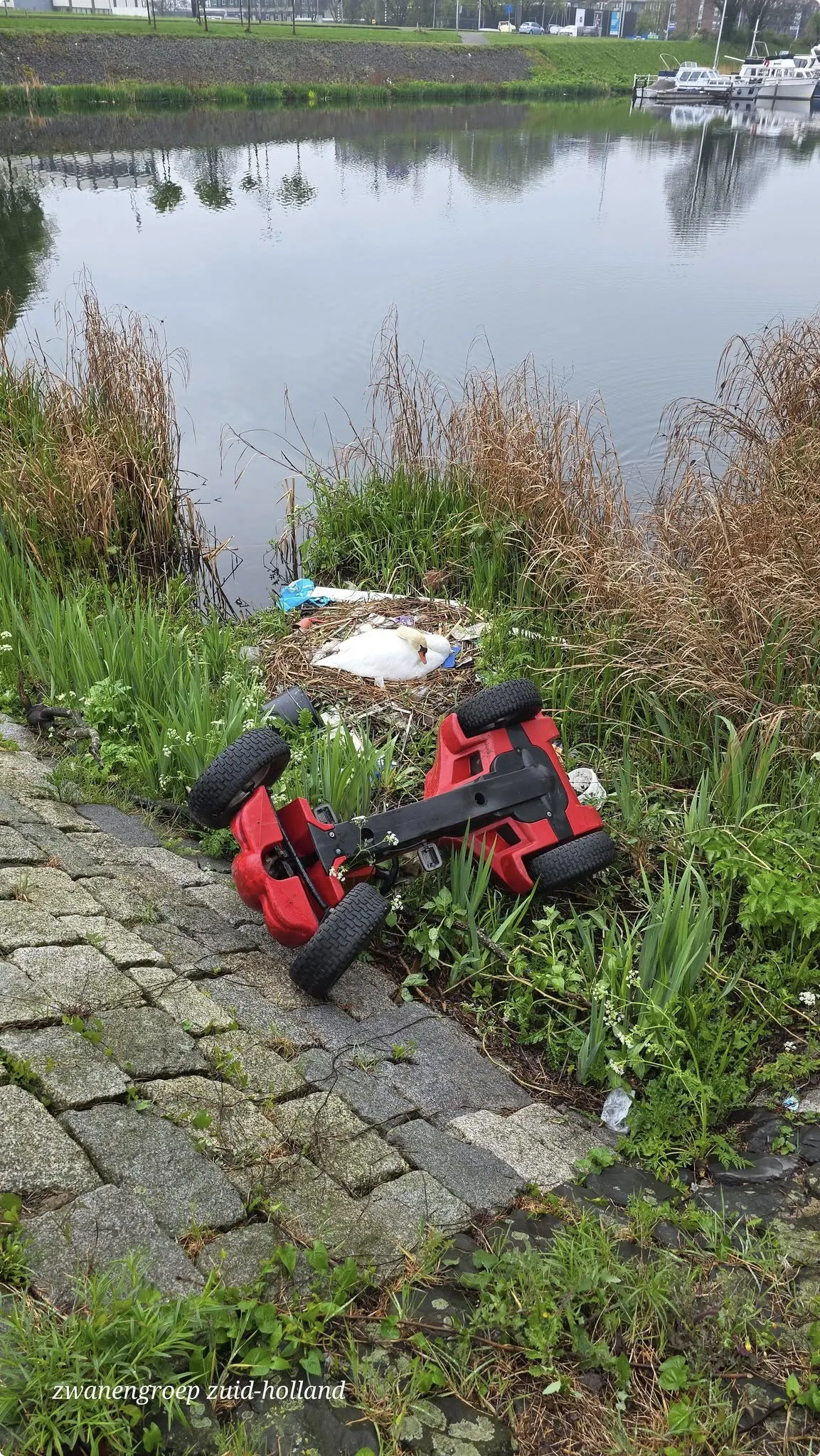 Beeld: Zwanengroep Zuid-Holland