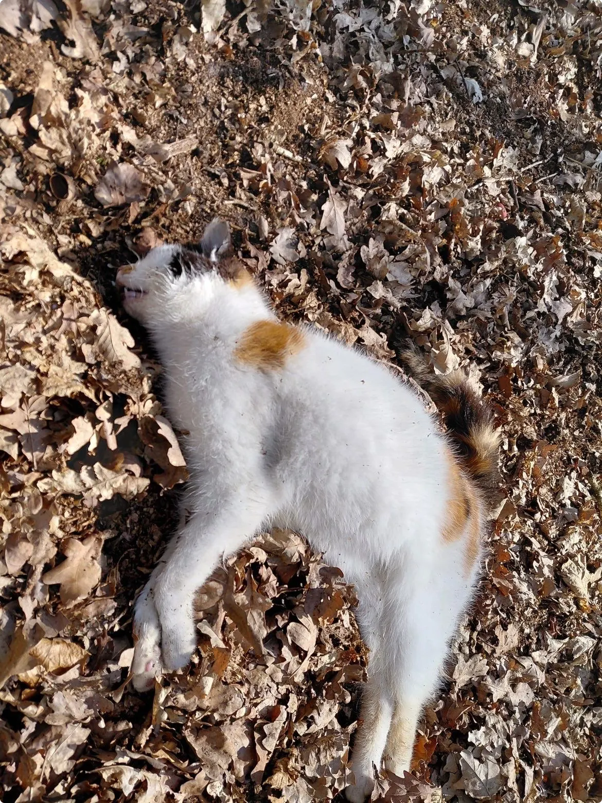 Een van de dood gevonden katten. Beeld: Buurtbewoners Bergentheim