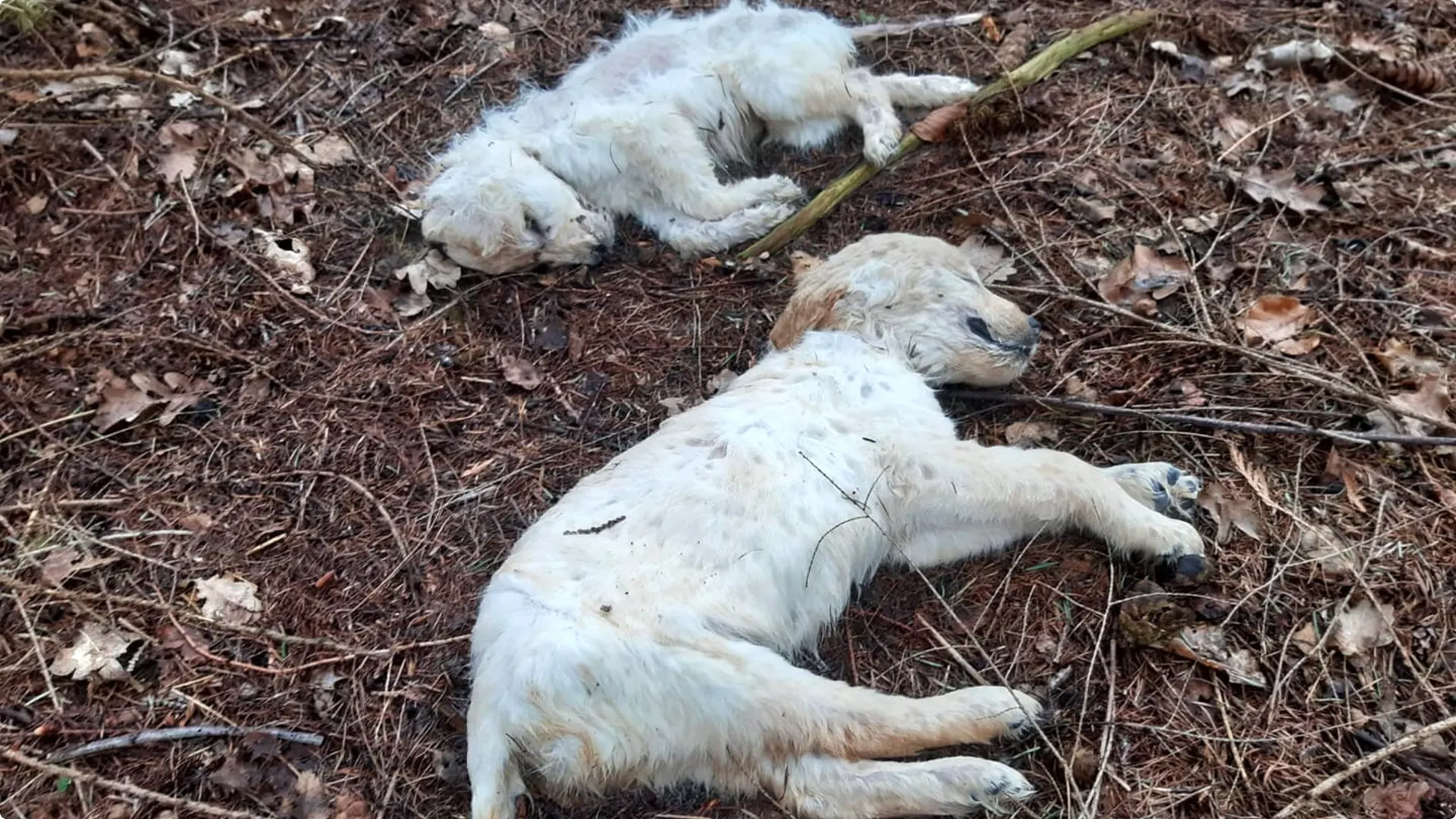 Kleuter vindt dode puppy's in bos bij Diessen: 'Wie doet er nou zoiets?'