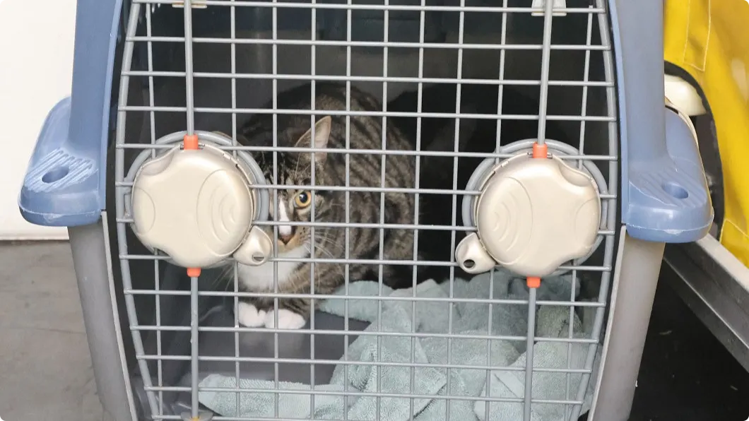 Een van de gedumpte katten. Beeld: Regio15