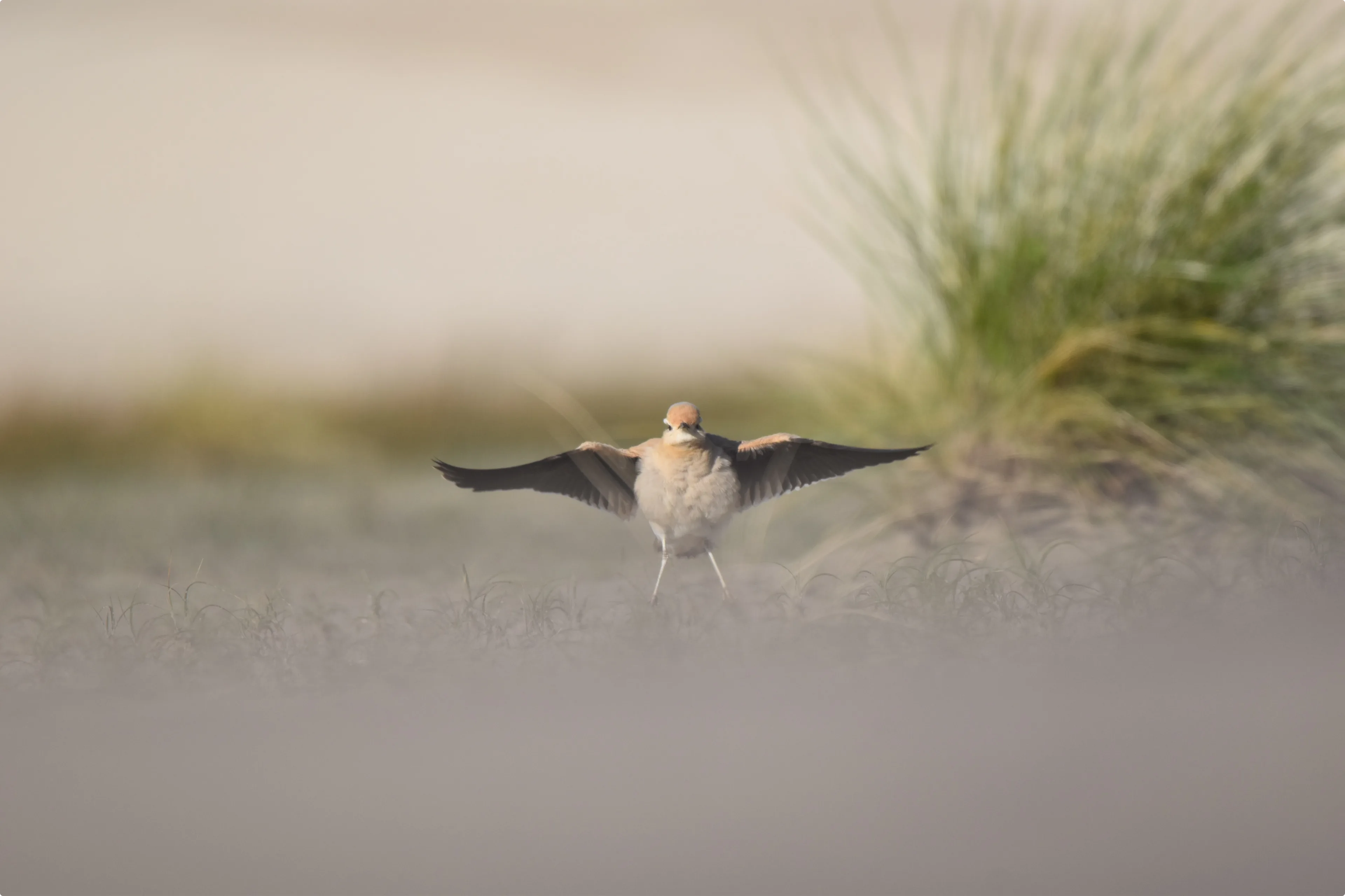 Voor het eerst in 35 jaar een renvogel gespot in Nederland door boswachter Daan