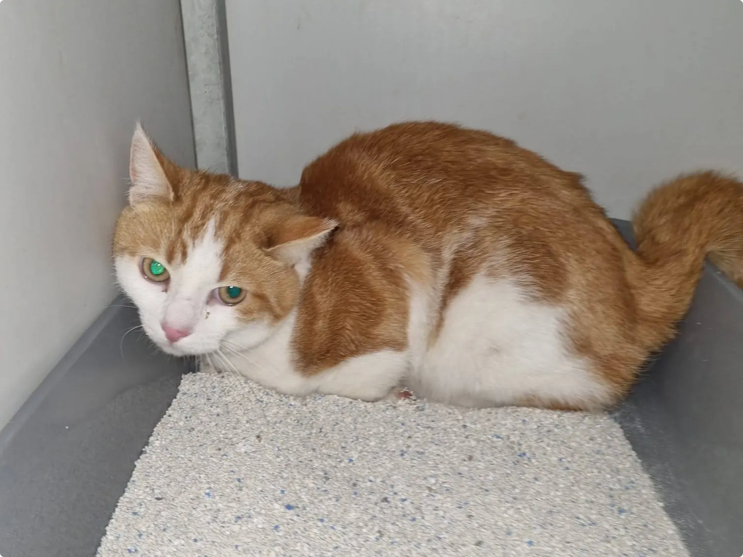 Beeld: Dierenambulance West Nederland