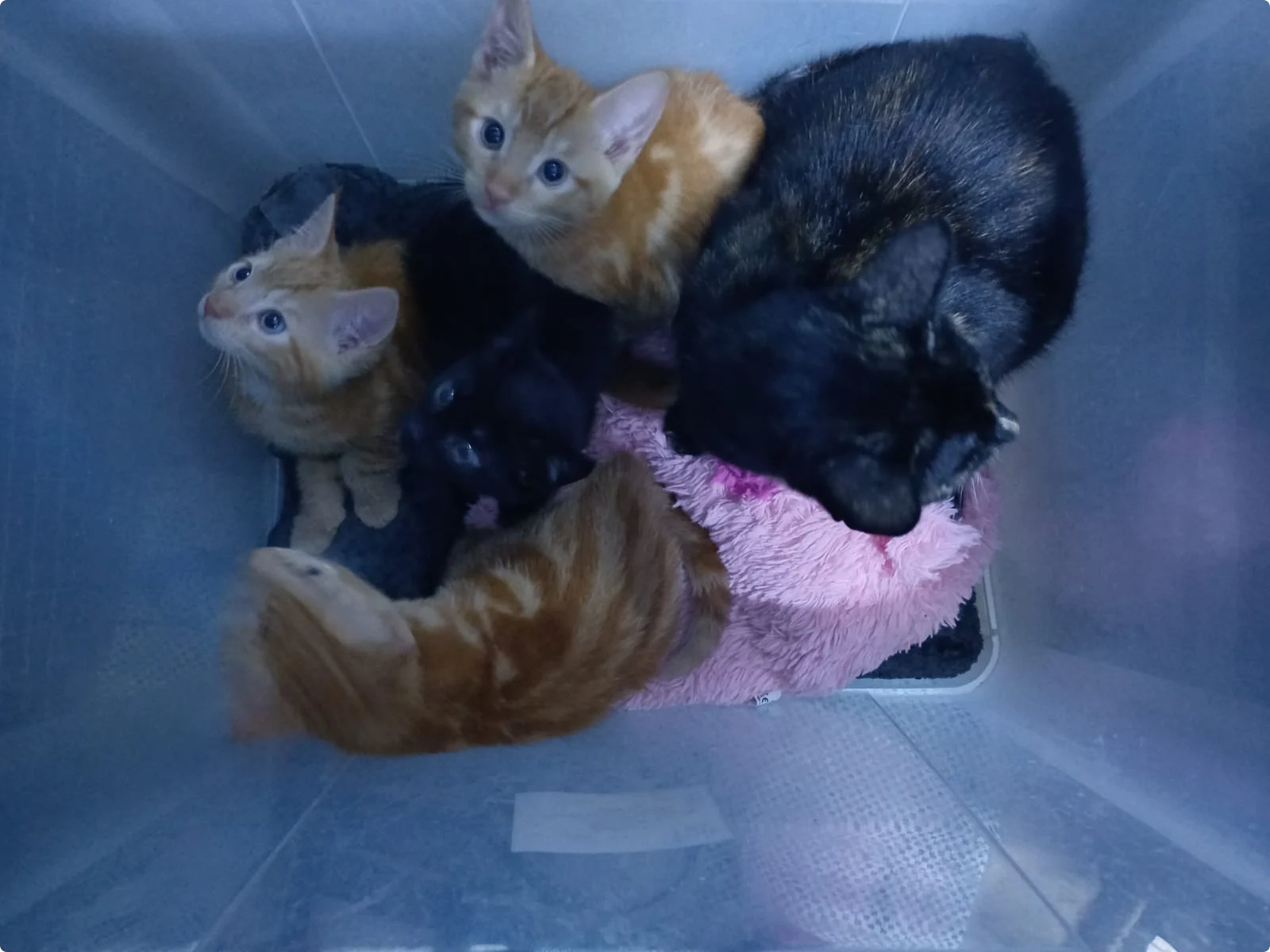 Beeld: Stichting Dierenhulp Dierenambulance Tiel