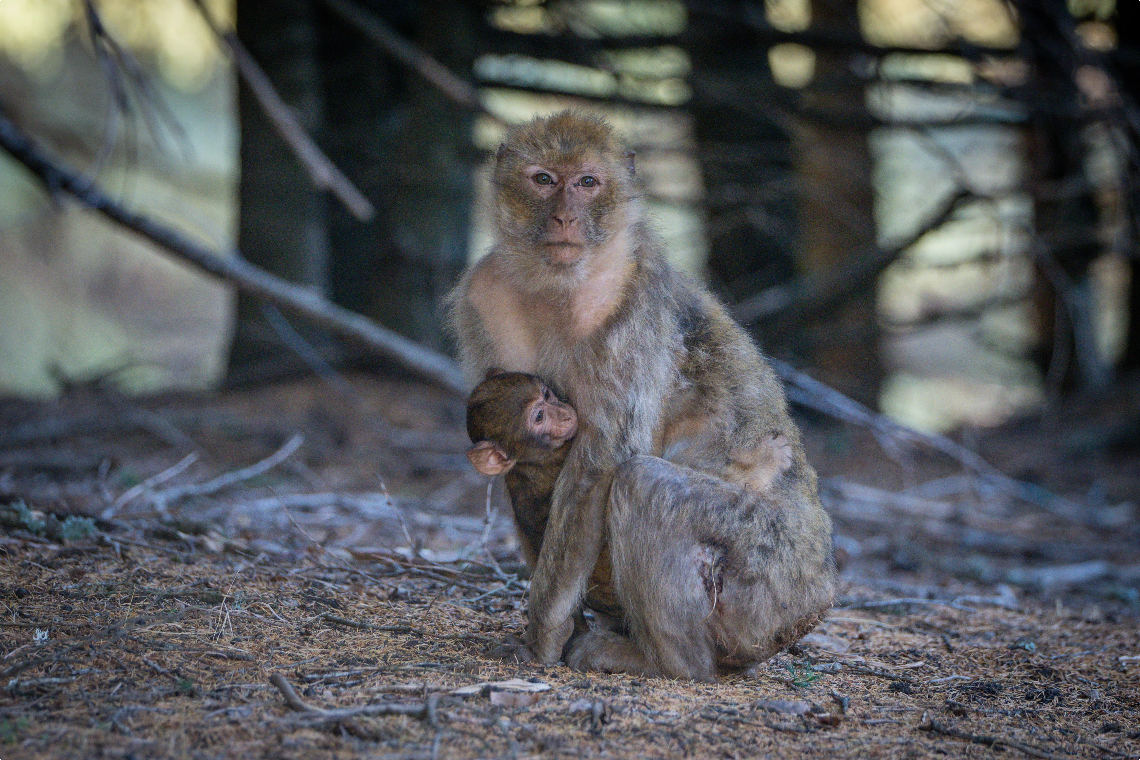 Beeld: Stichting AAP