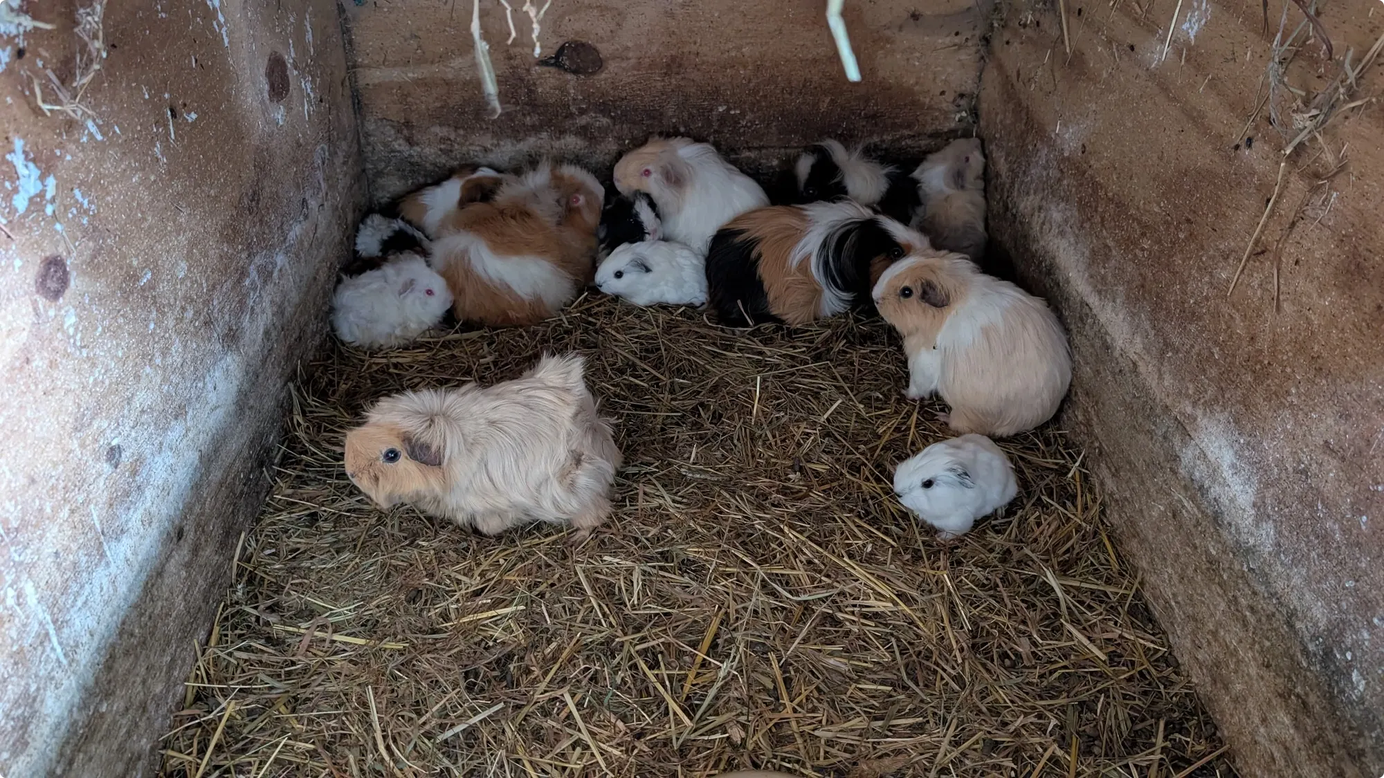 De verwaarloosde cavia's, beeld: LID