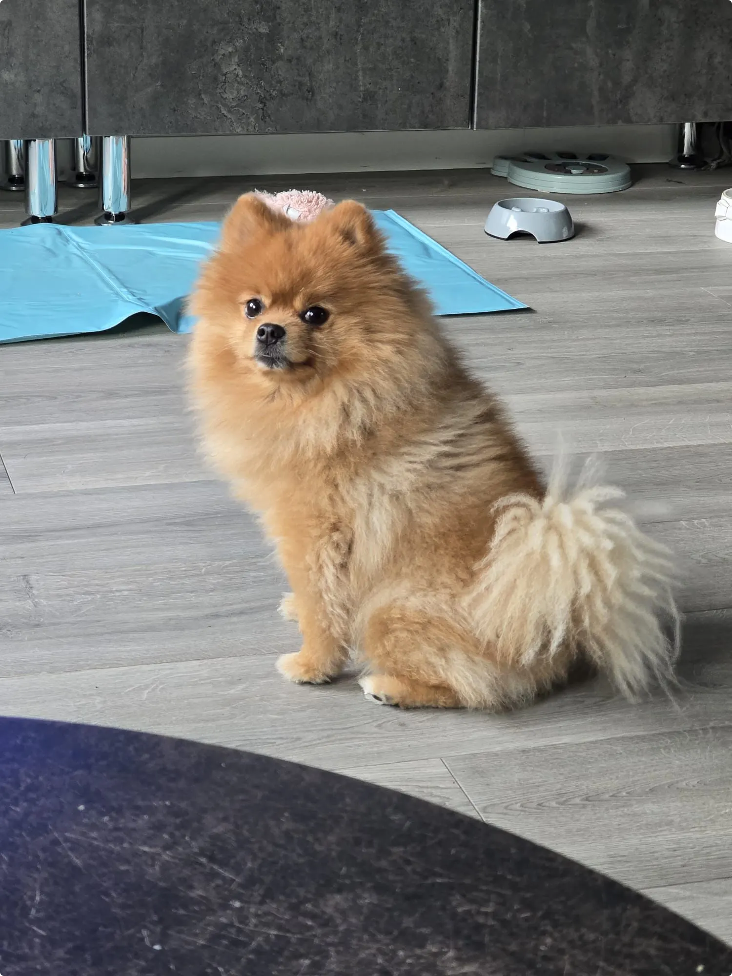 Dubbelfeest voor Bowie, die op Wereld Hondendag ook nog eens zijn zesde verjaardag viert.