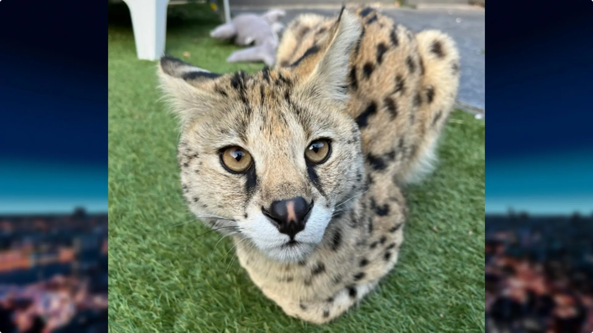 serval