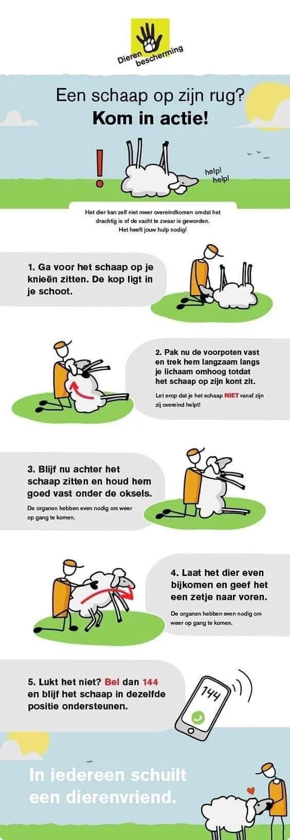 Dierenbescherming over een schaap terugzetten. Beeld: Dierenbescherming.