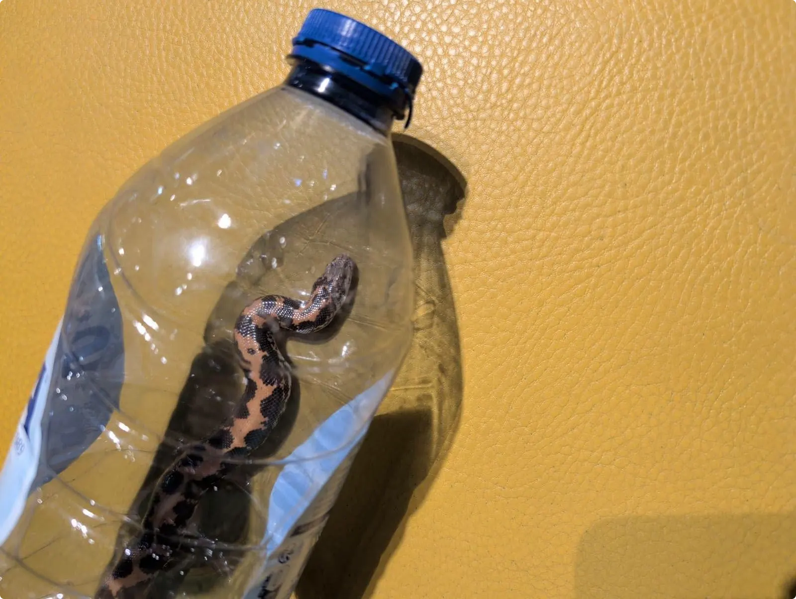 Het gevonden dier kon tijdelijk gevangen worden in een lege waterfles. Beeld: Dierenambulance en Vogelasiel Regio Leiden