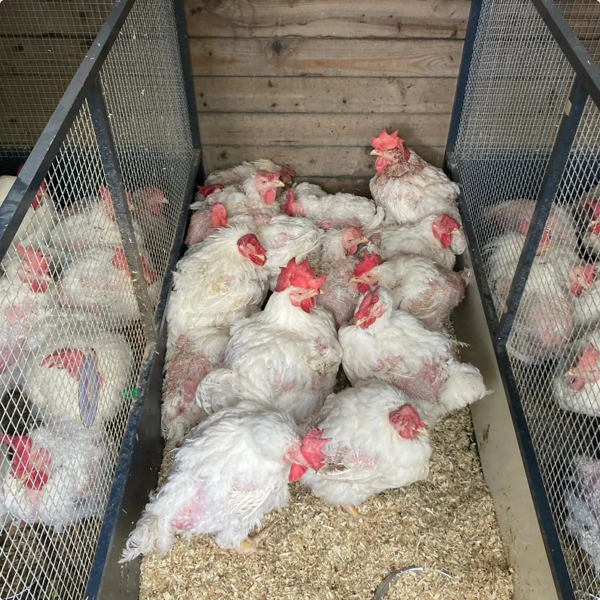 Een paar van de kippen nadat ze uit de tuin zijn gehaald. Beeld: Dierenambulance Hokazo