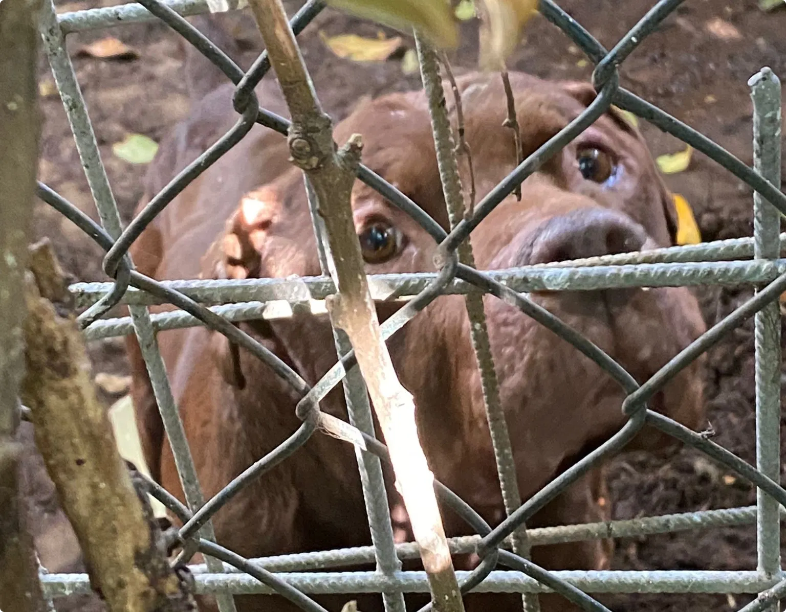 Rotterdammer houdt verwaarloosde dieren in totale isolatie: inspecteur neemt hybride wolf, honden en katten in beslag