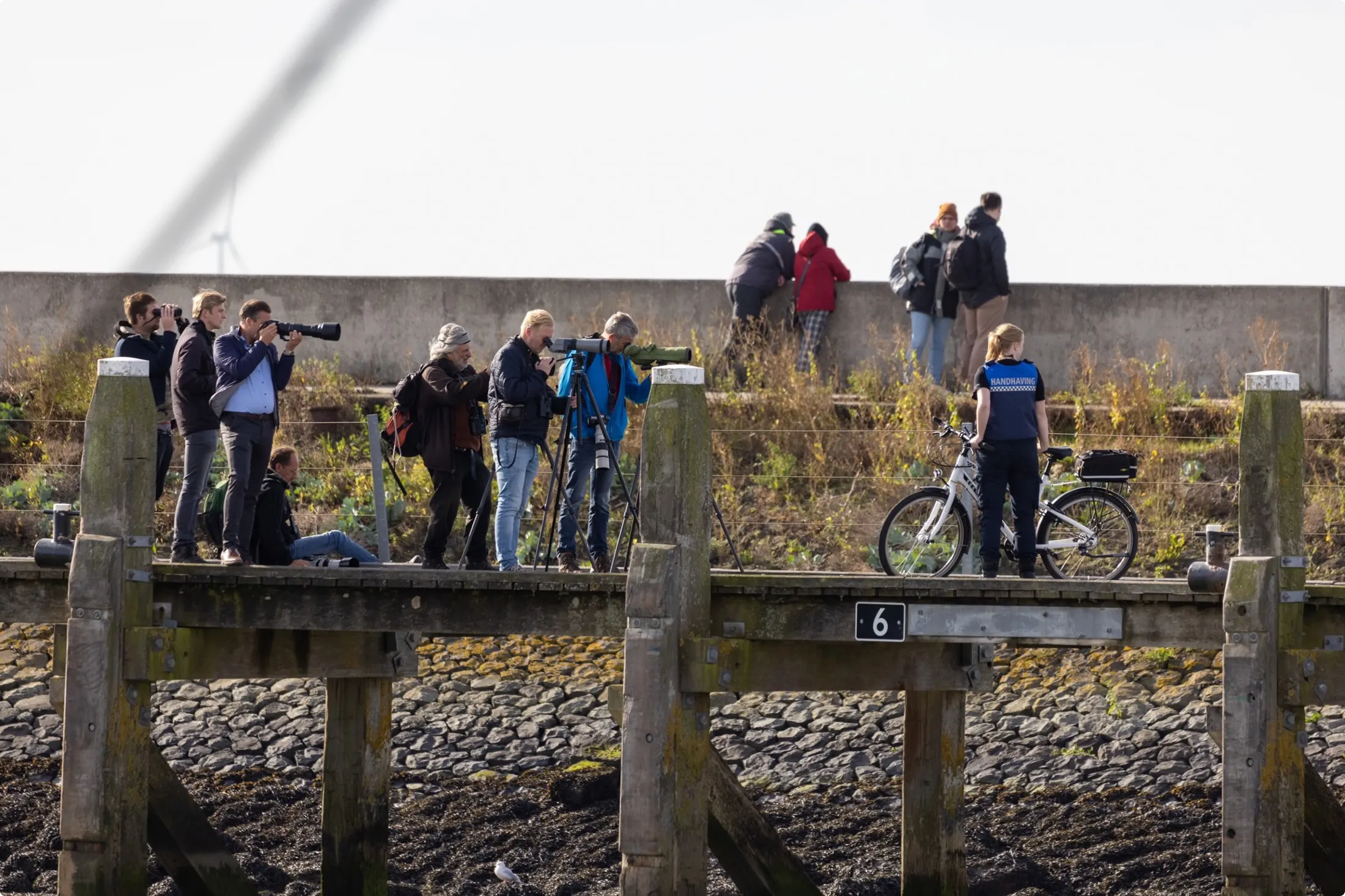 Gewonde Walrus Harlingen