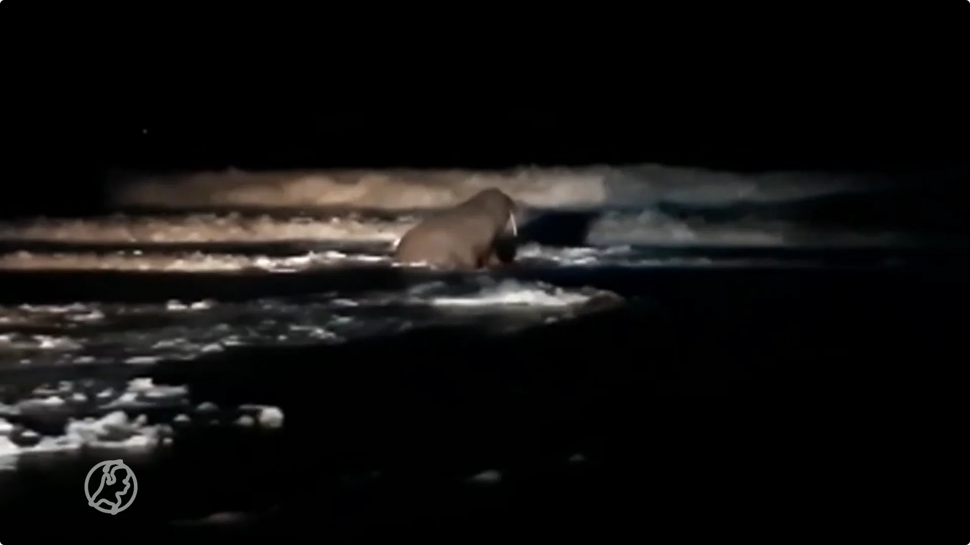 Walrus Thor brengt bezoekje aan strand Petten