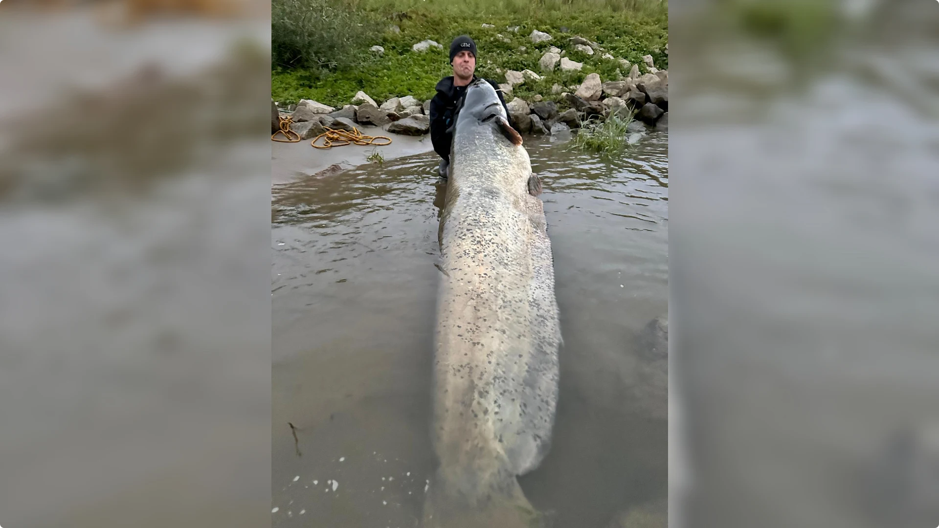 Meerval van 2,46 meter. Beeld: Paul Breems