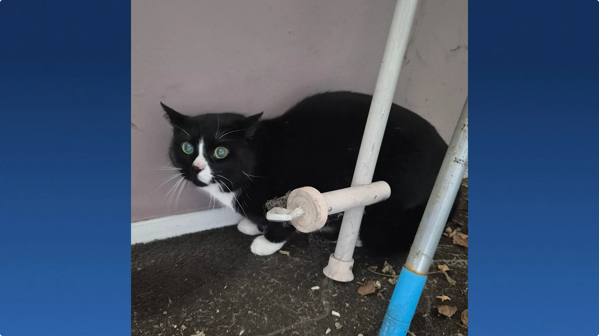 Beeld: Dierenambulance Den Haag