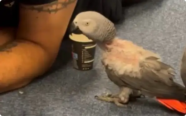 Lorro was er niet best aan toe (Beeld: Politie Rotterdam)