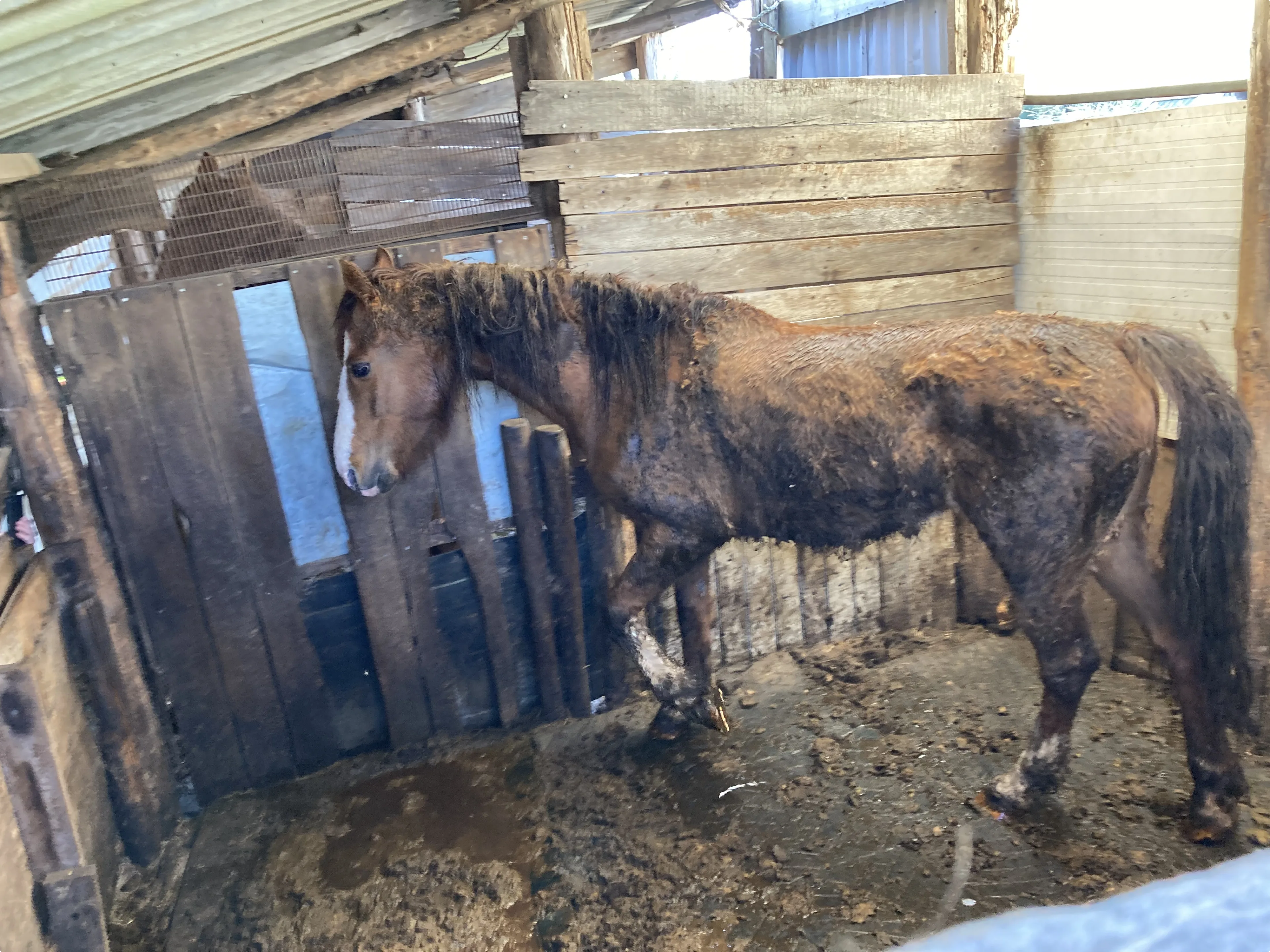 Een van de paarden was sterk vermagerd Beeld: LID