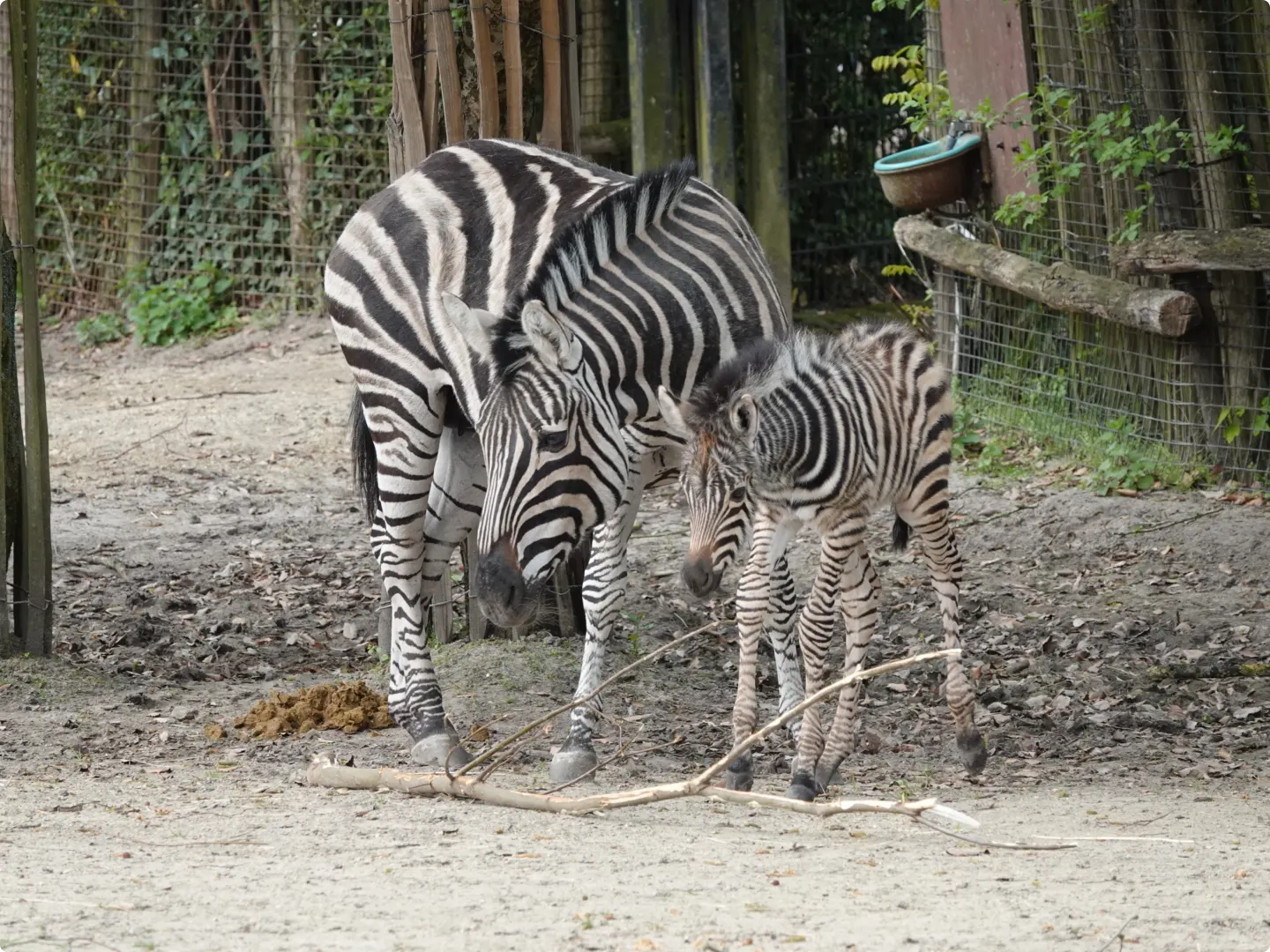 Moeder en kind maken het goed. Beeld: Diergaarde Blijdorp / Ronald de Groot