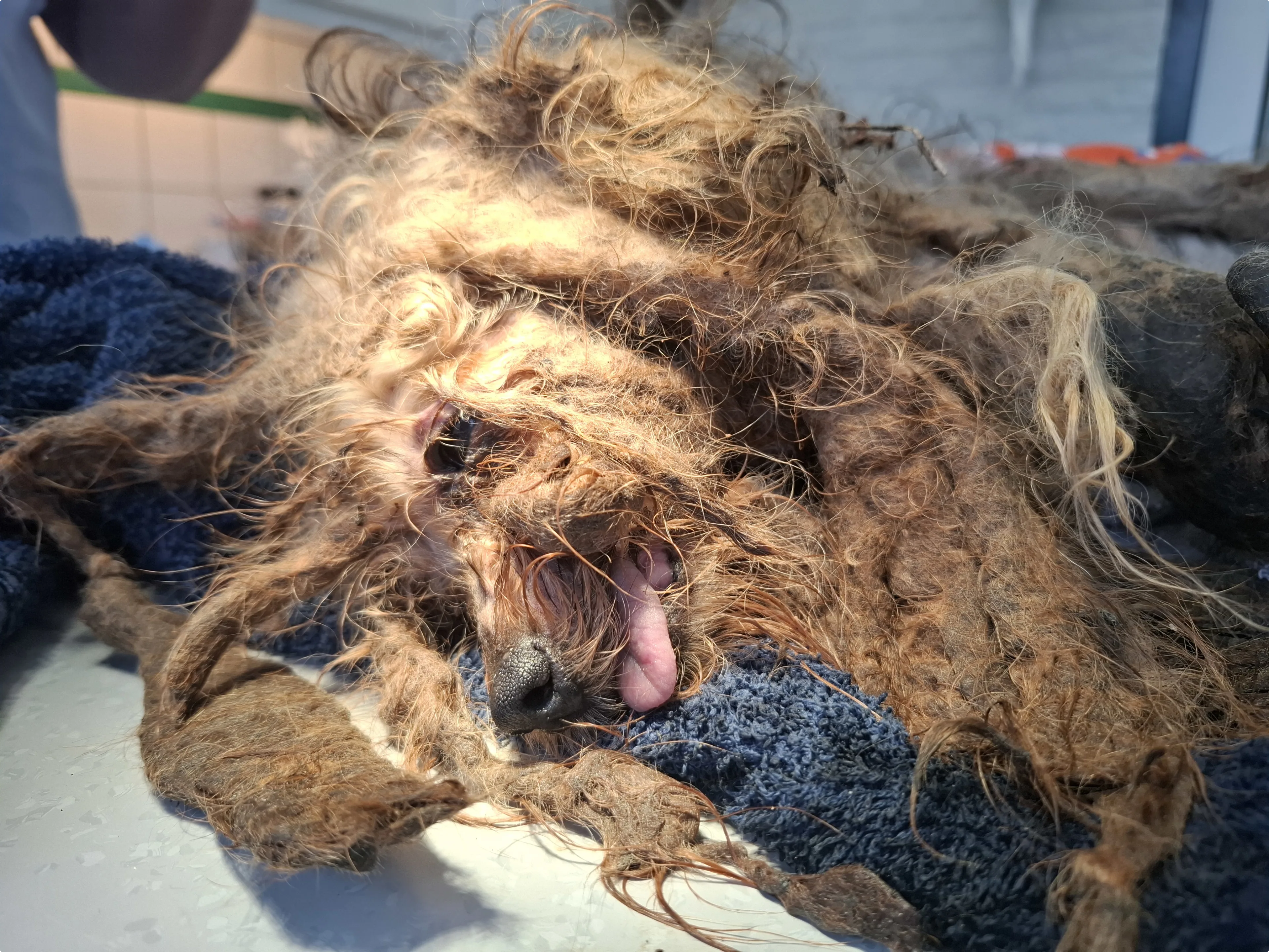 Het verwaarloosde hondje dat werd gevonden in Berkenwoude, beeld: Landelijke Inspectiedienst Dierenwelzijn