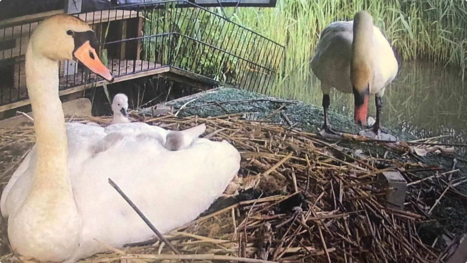 De zwanen in betere tijden. Beeld: Henry van den Dungen