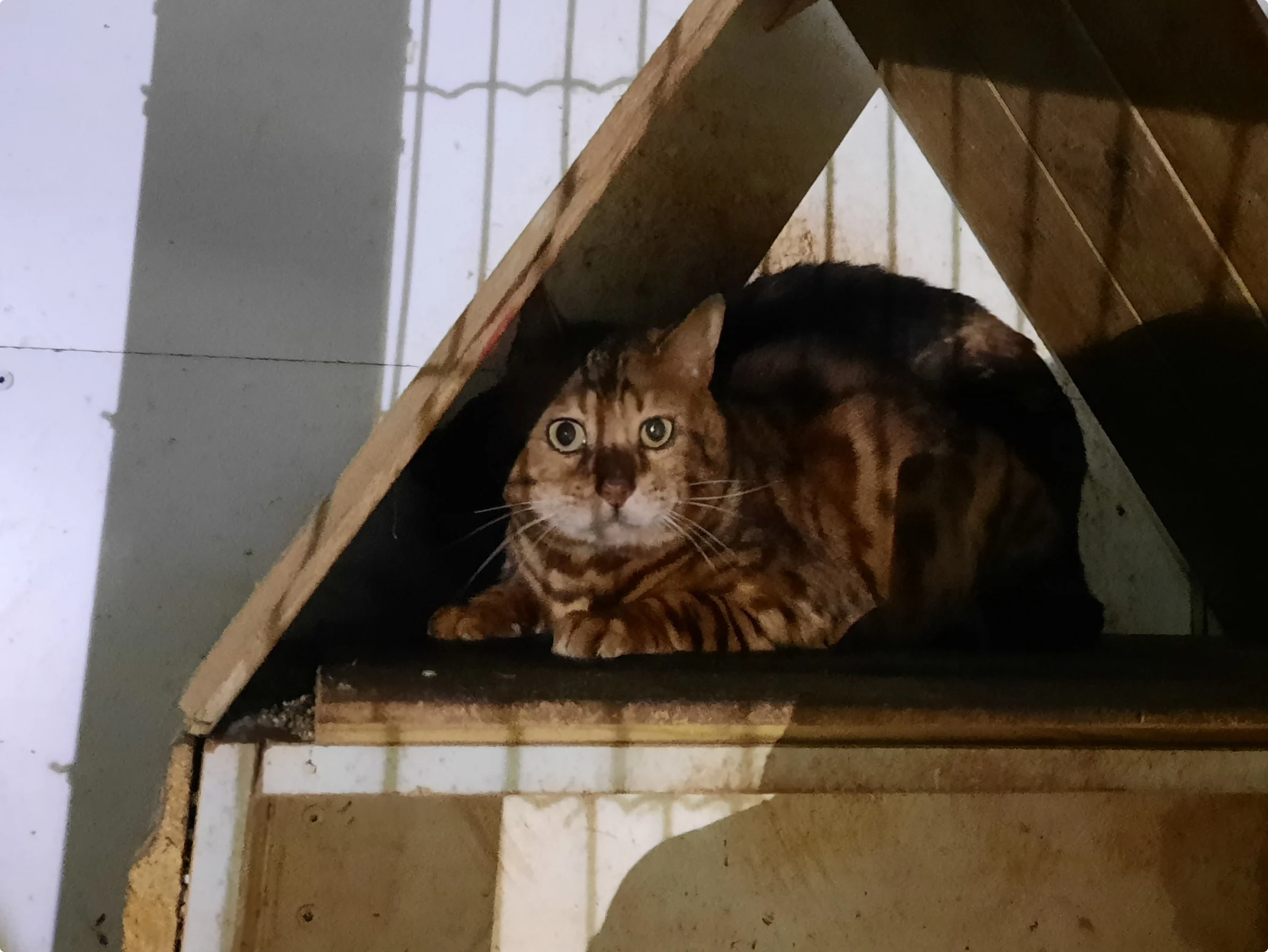 Rotterdammer houdt verwaarloosde dieren in totale isolatie: inspecteur neemt hybride wolf, honden en katten in beslag