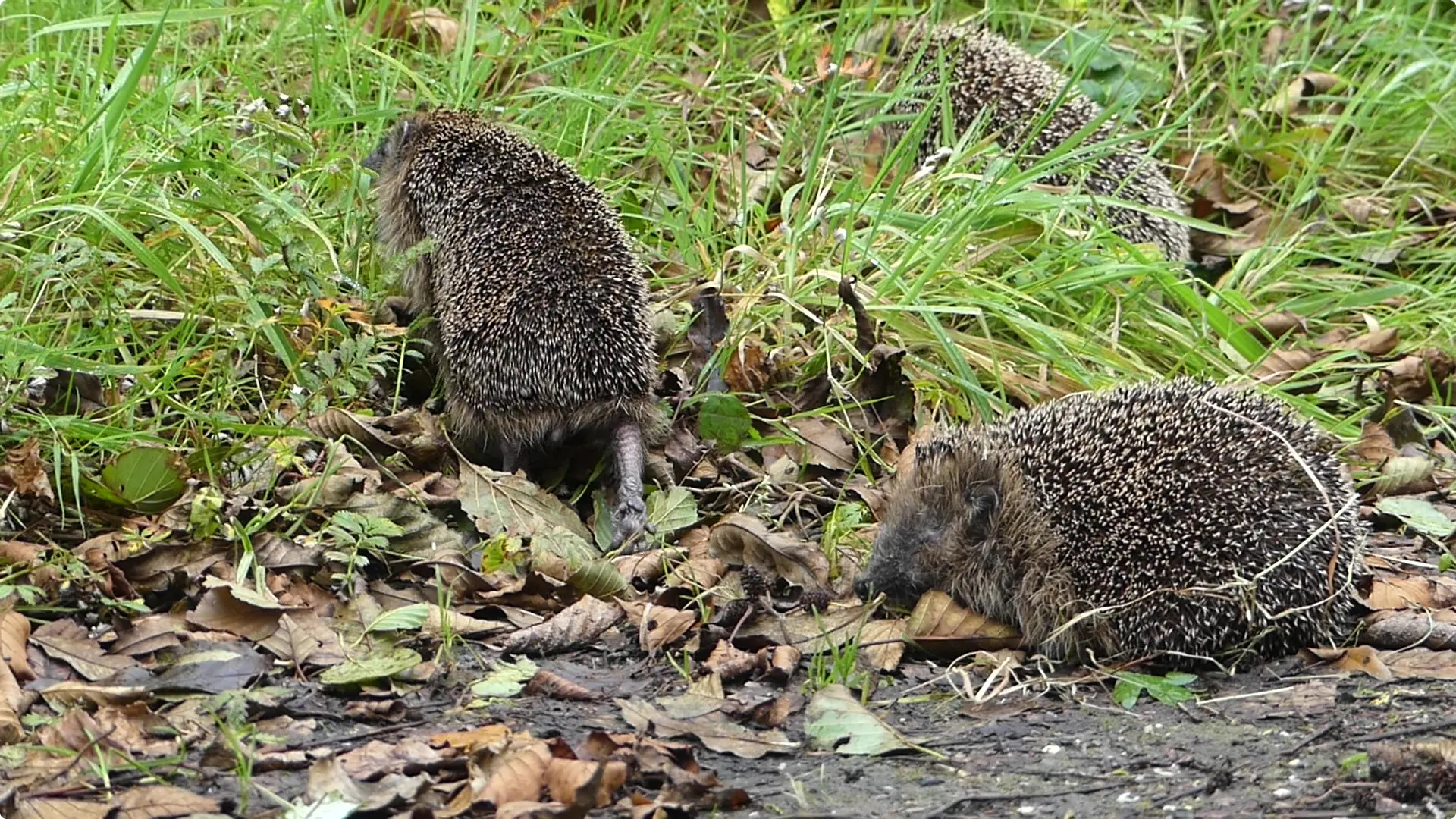 Beeld: AquaZoo Leeuwarden