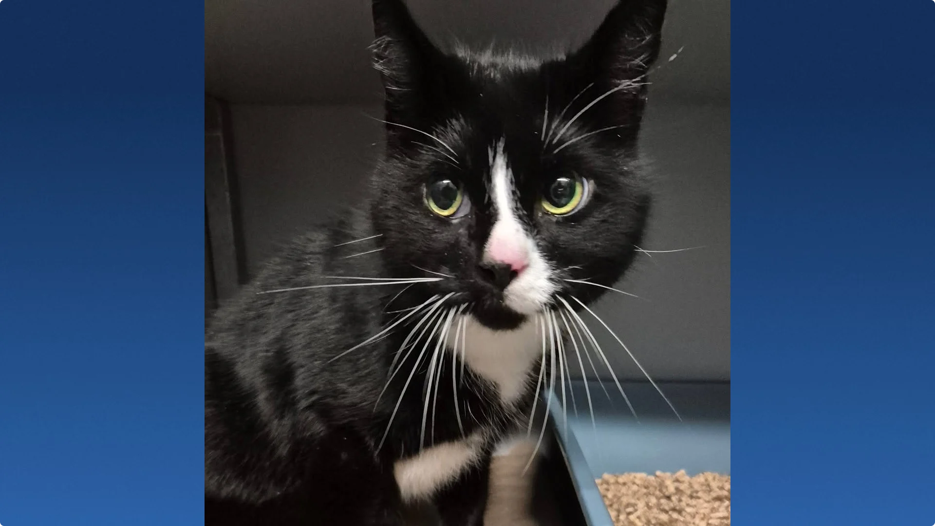 Beeld: Dierenambulance Den Haag