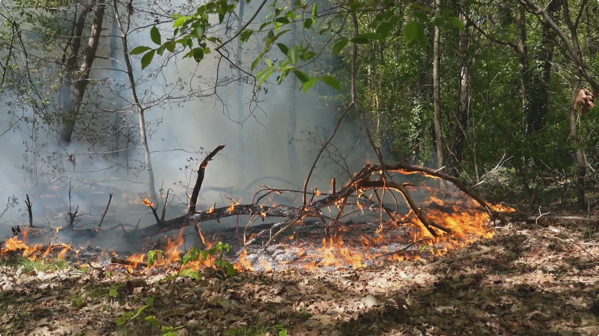 De brand ontstond in het bos in Oosterhout. Beeld: SQ Vision