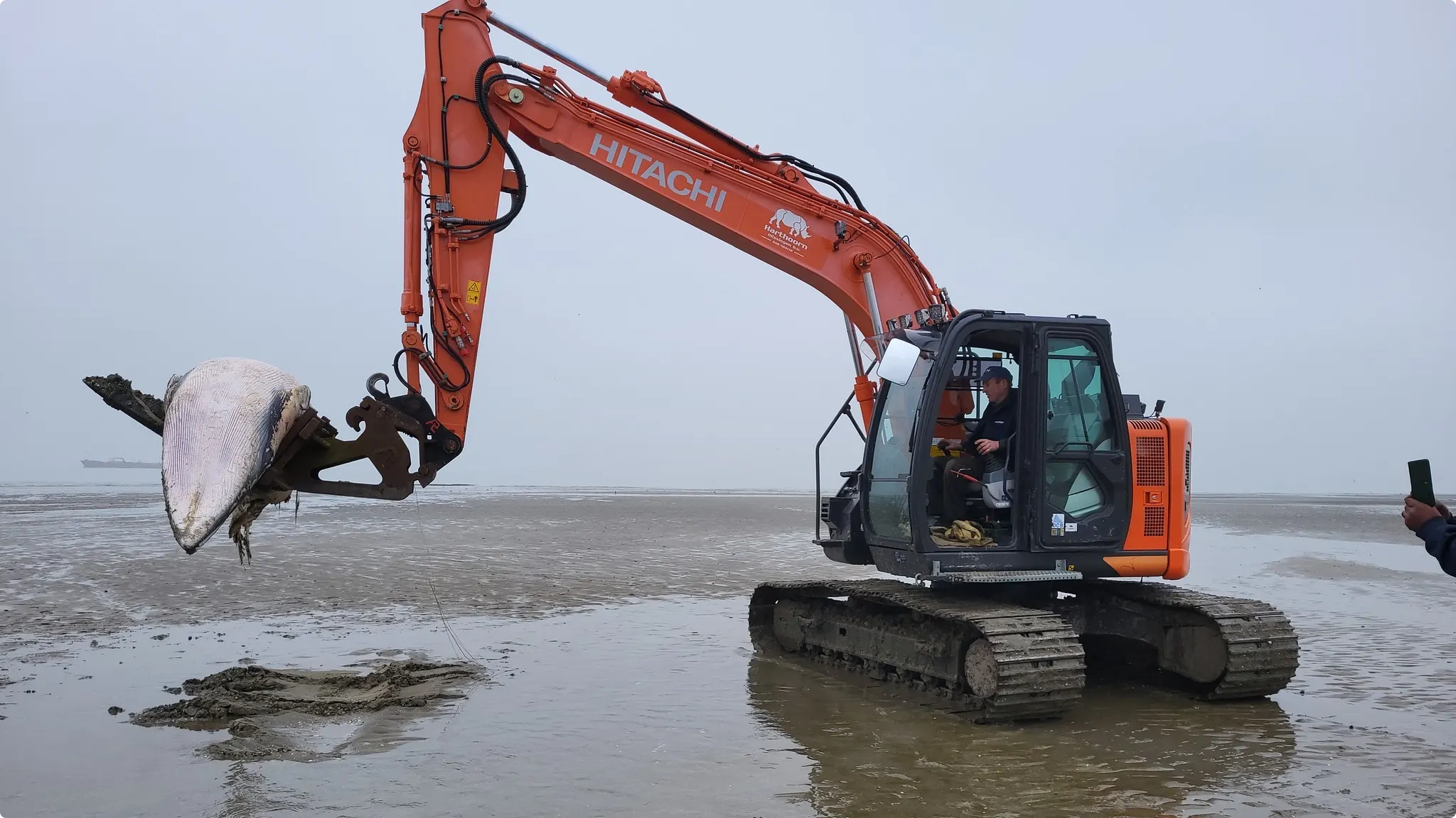 Beeld: Stichting ReddingsTeam Zeedieren