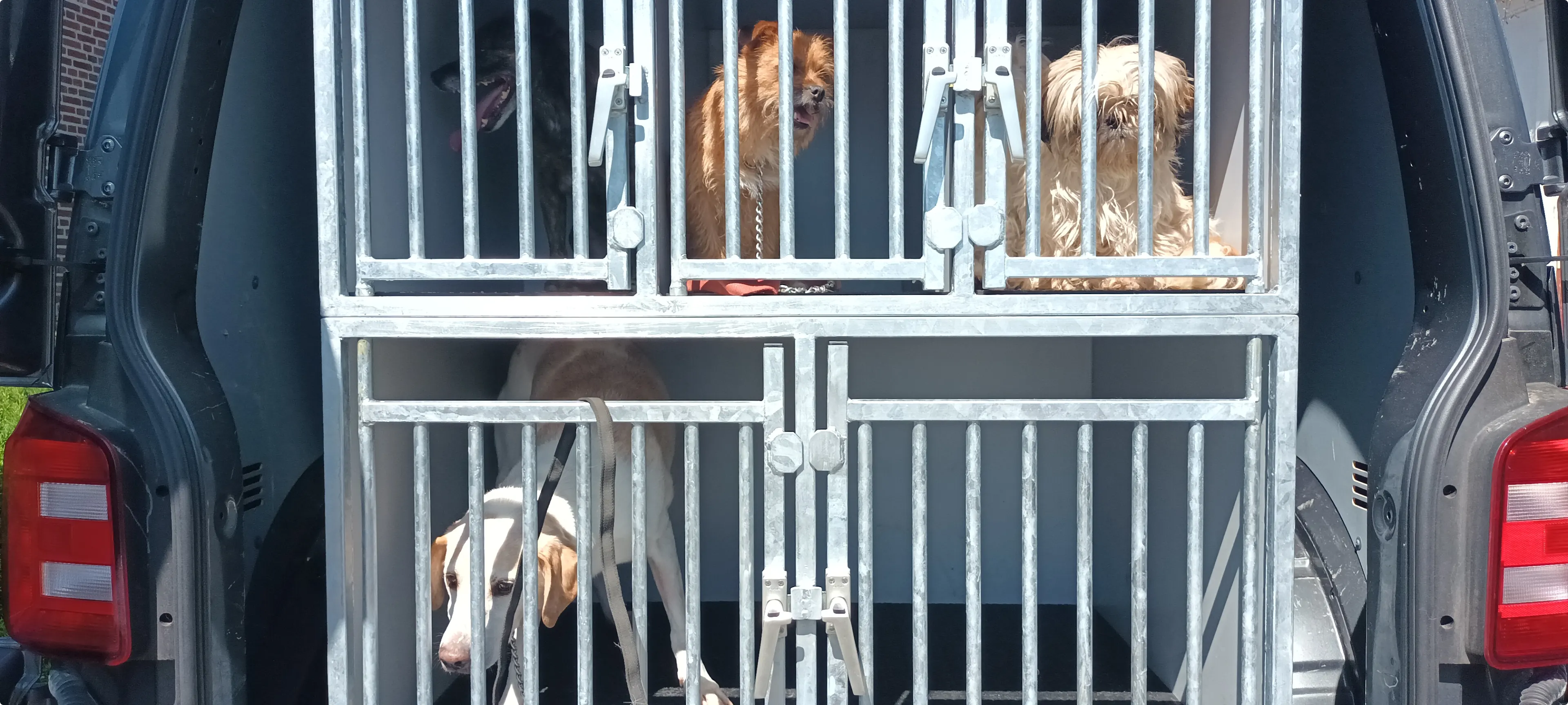 Inspectiedienst en politie vragen gemeente om in te grijpen
Eindeloze reeks dieren weggehaald op adres in gemeente Bergen