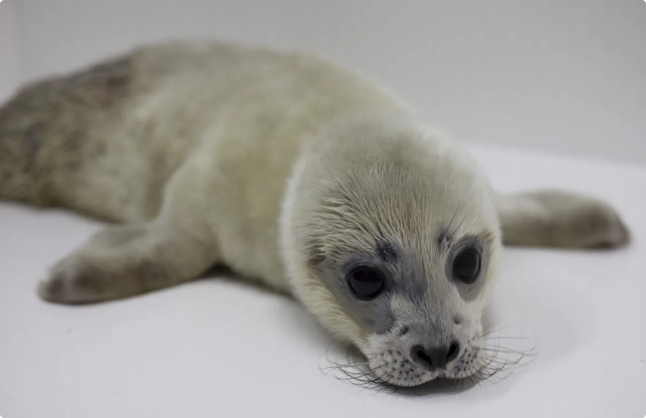 Een zeehondenpup - Foto: zeehondencentrum Pieterburen