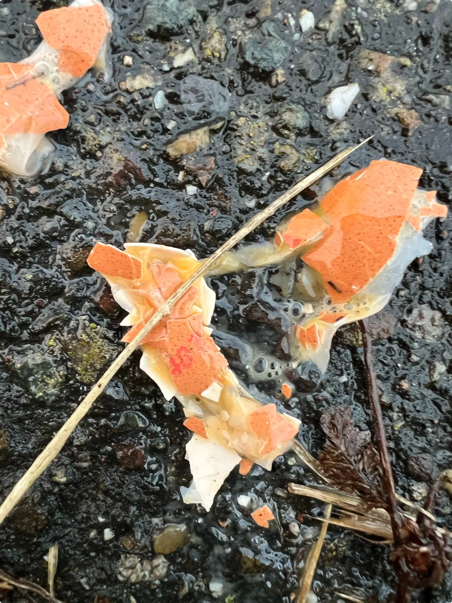 Monica ziet op een van de eieren een stempel staan