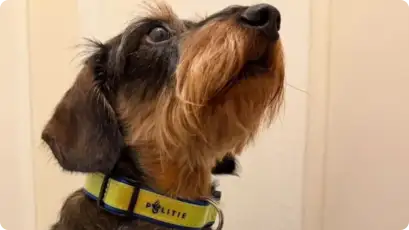 De halsband die - echt - gewonnen kan worden - beeld: Instagram politie
