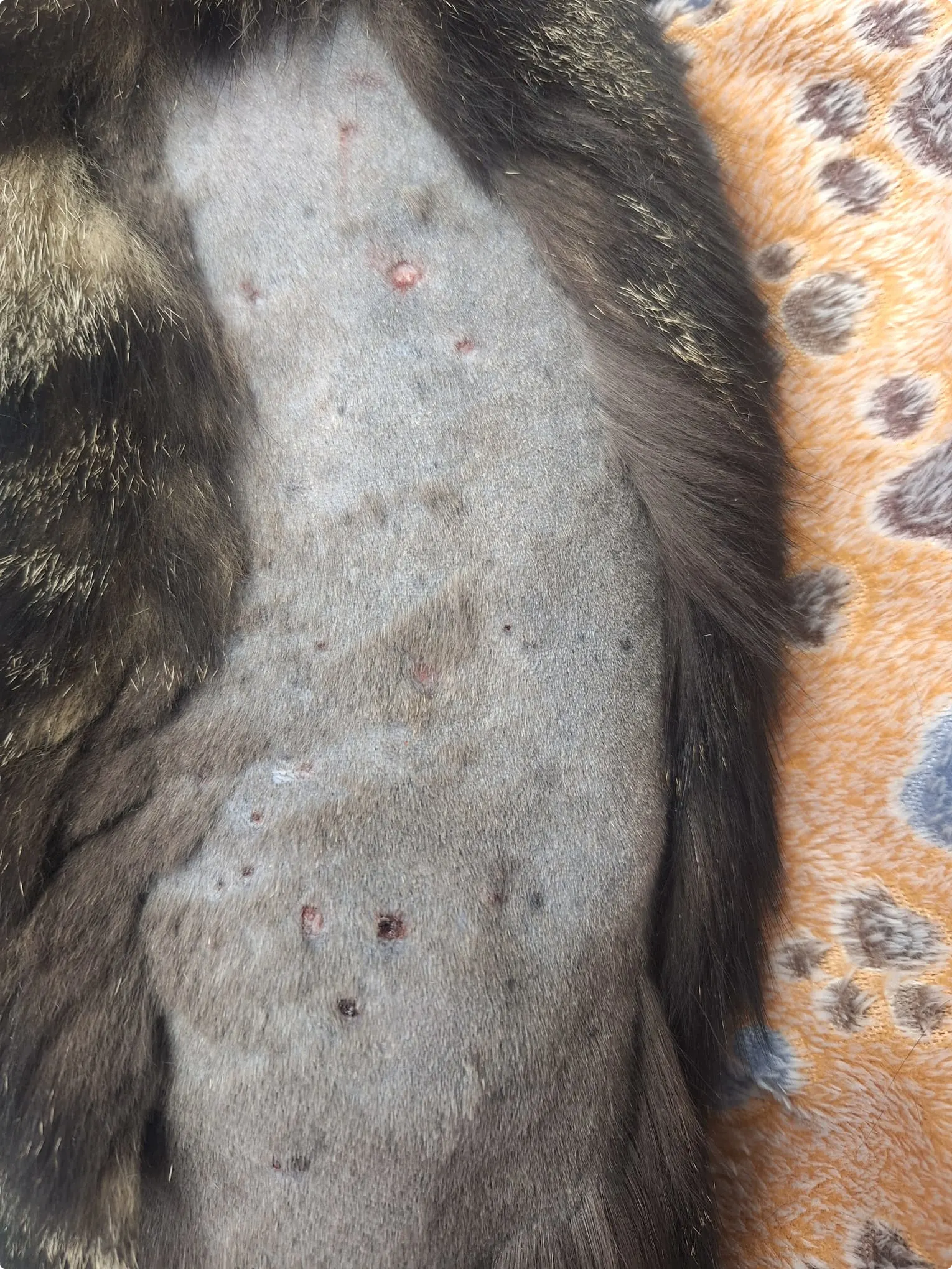 De verwondingen van kat Coco