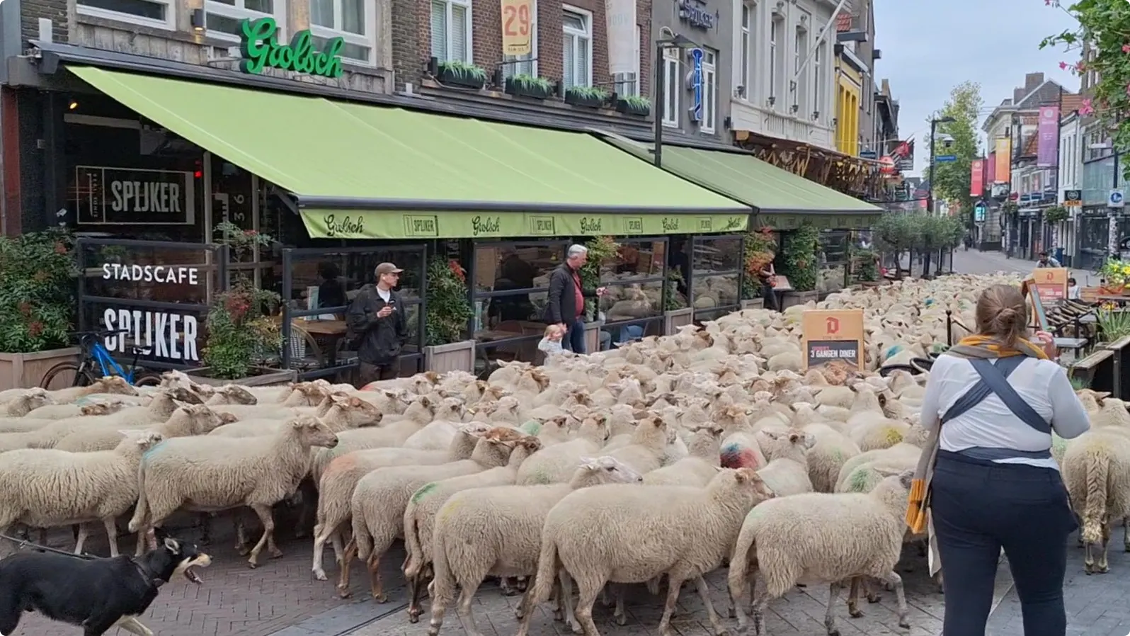De schapen lopen door de winkelstraat van Eindhoven - Bron: Richard Hereijgers
