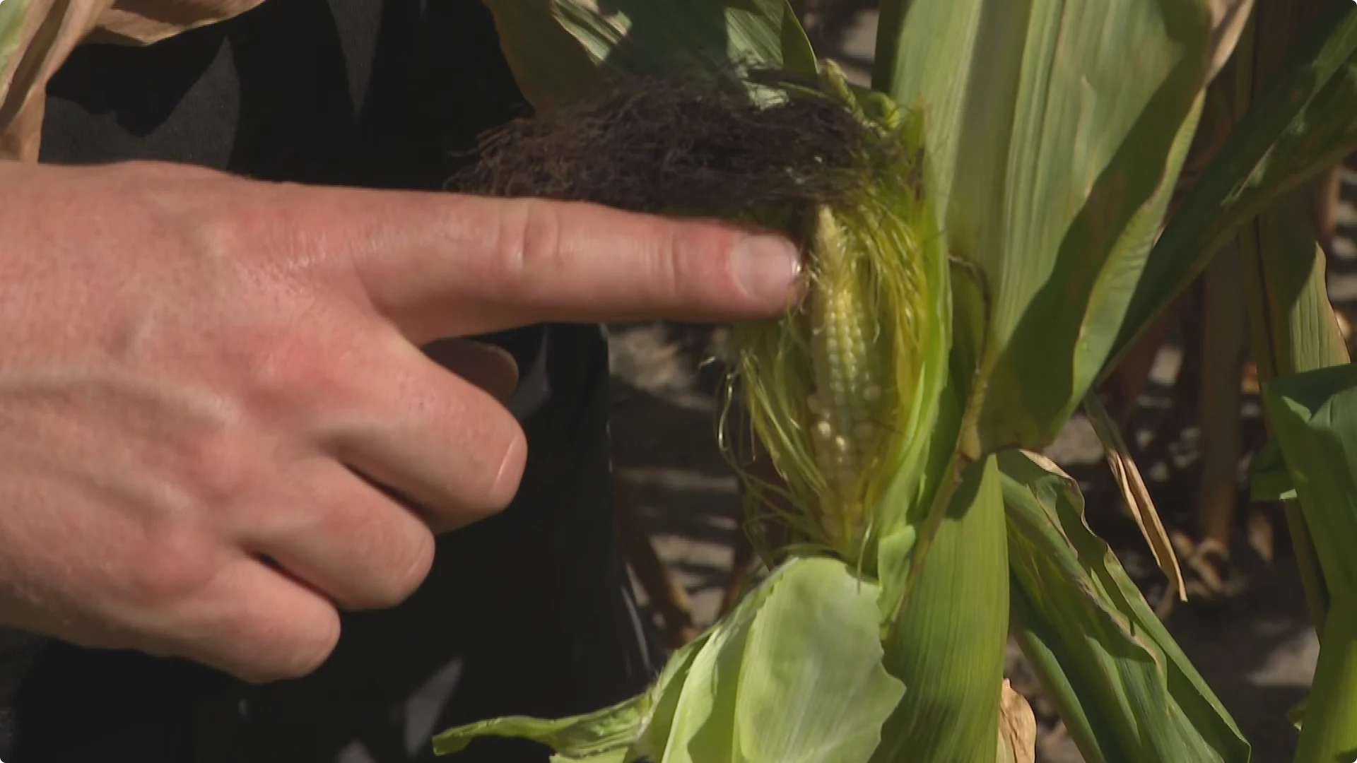 De mais van boer Niels groeit bijna niet door de droogte. Beeld: Hart van Nederland