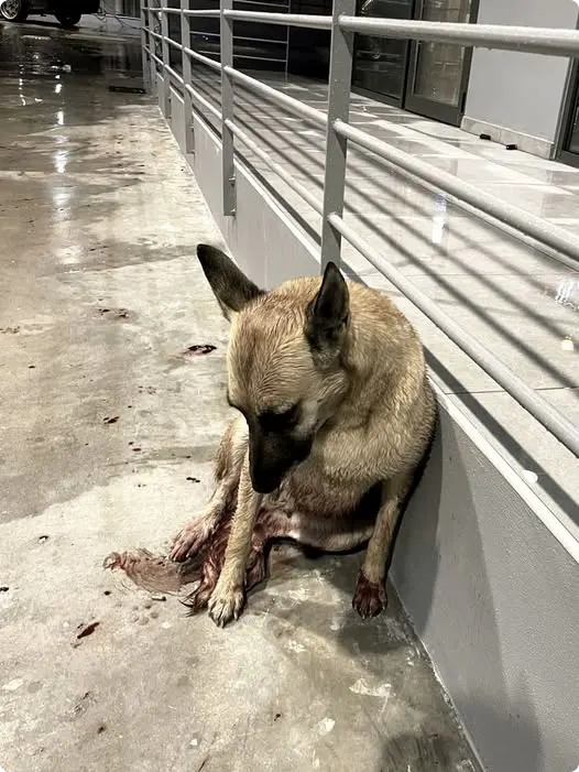 Beeld: Ilioupolis Animal Welfare Union