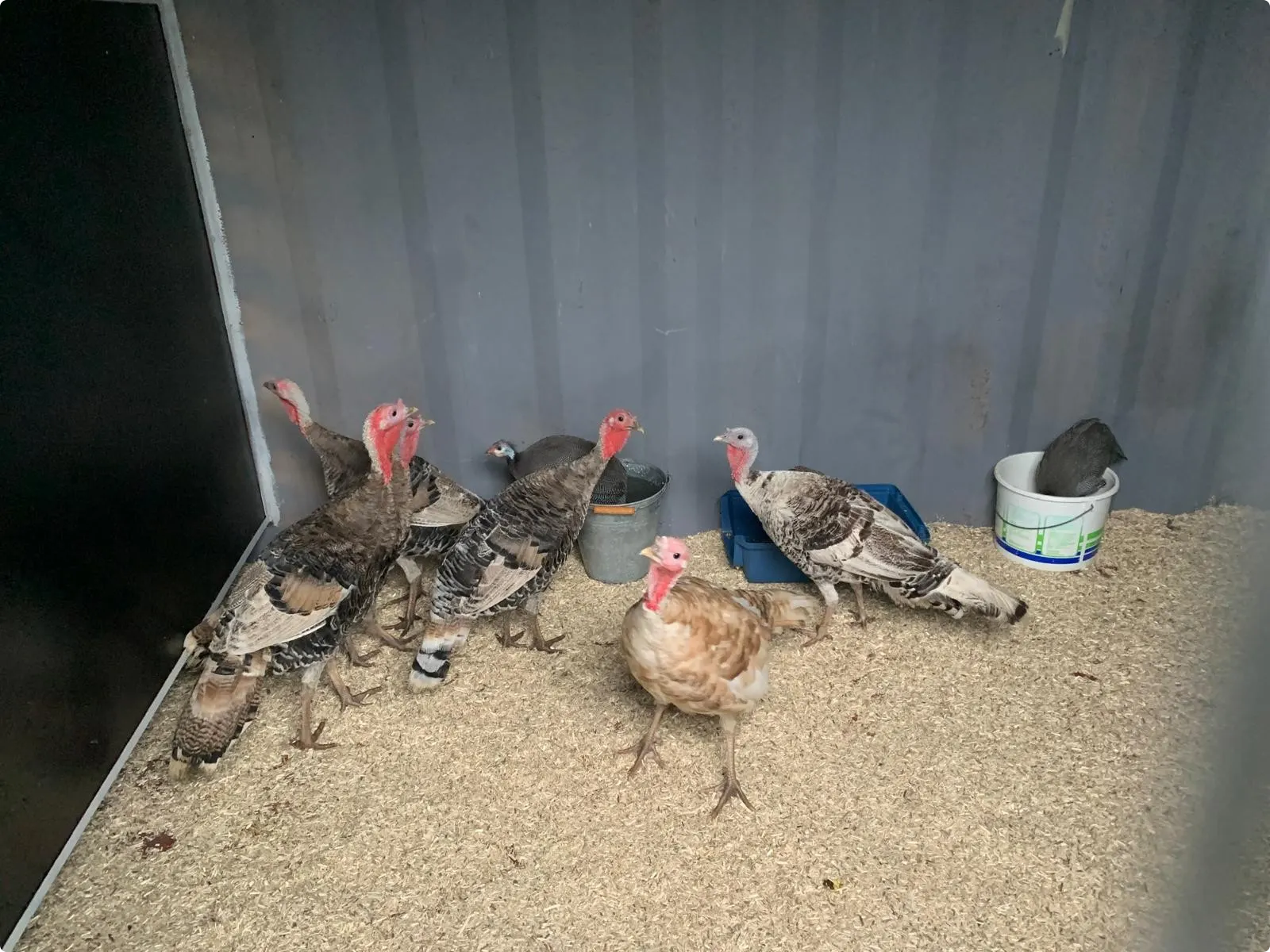 De bewuste kalkoenen, inmiddels weer in een schuurtje (Bron:  Stichting Dierenhulp Westland)